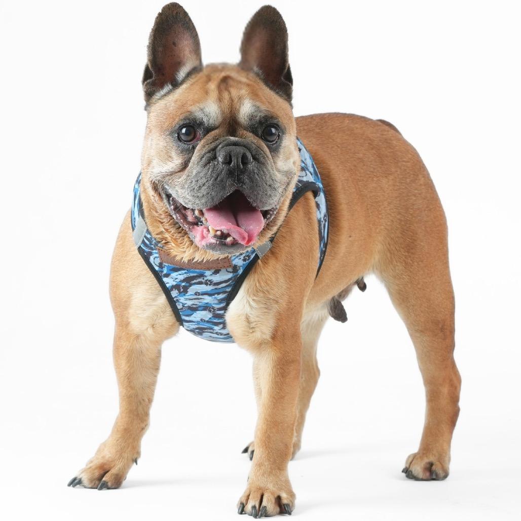Enlarge Activated 14136, a Adoptable French Bulldog in San Francisco, CA image 6/6