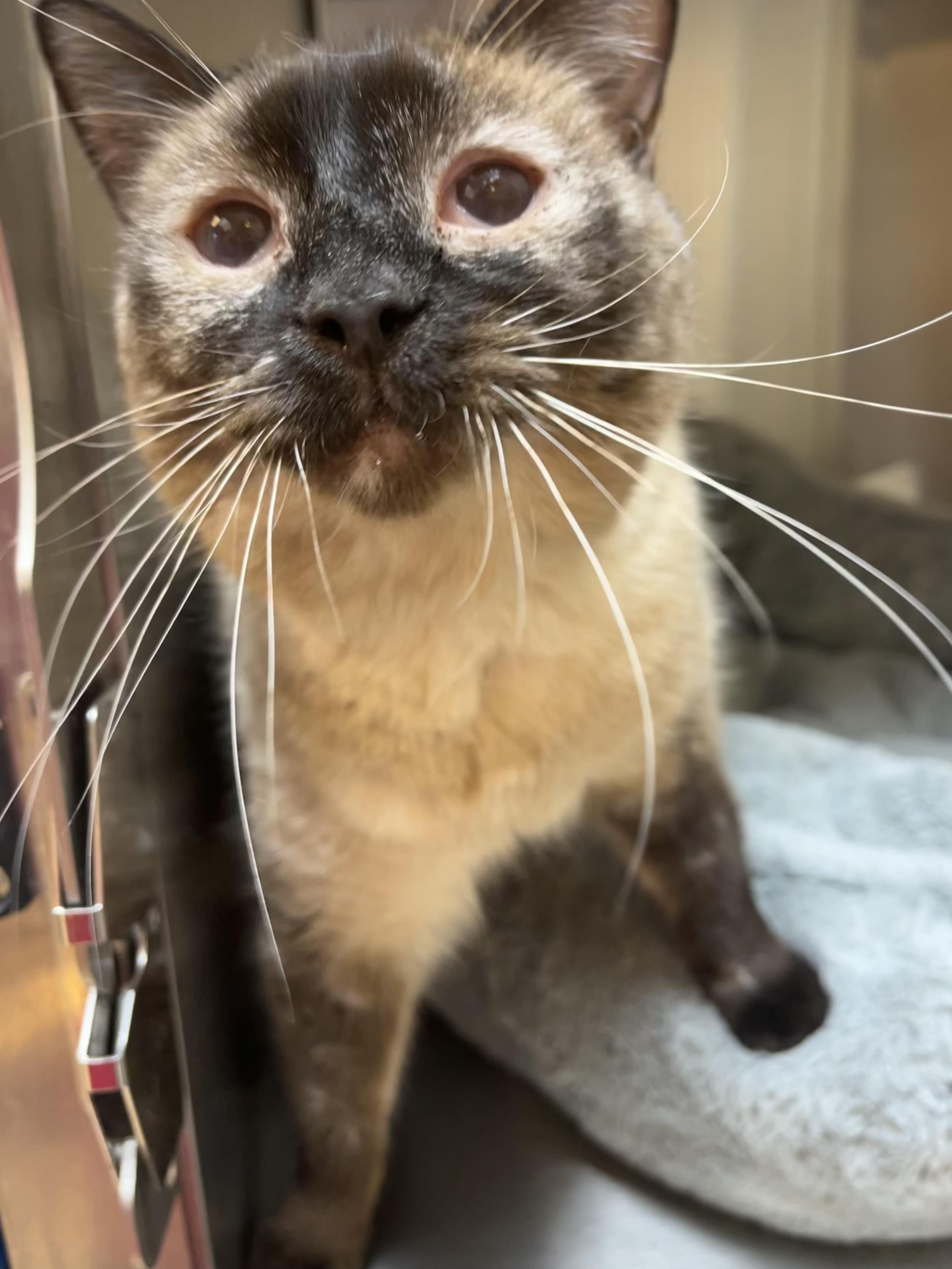 Enlarge Sammie, a Adoptable Domestic Short Hair in Stockton, CA image 5/6