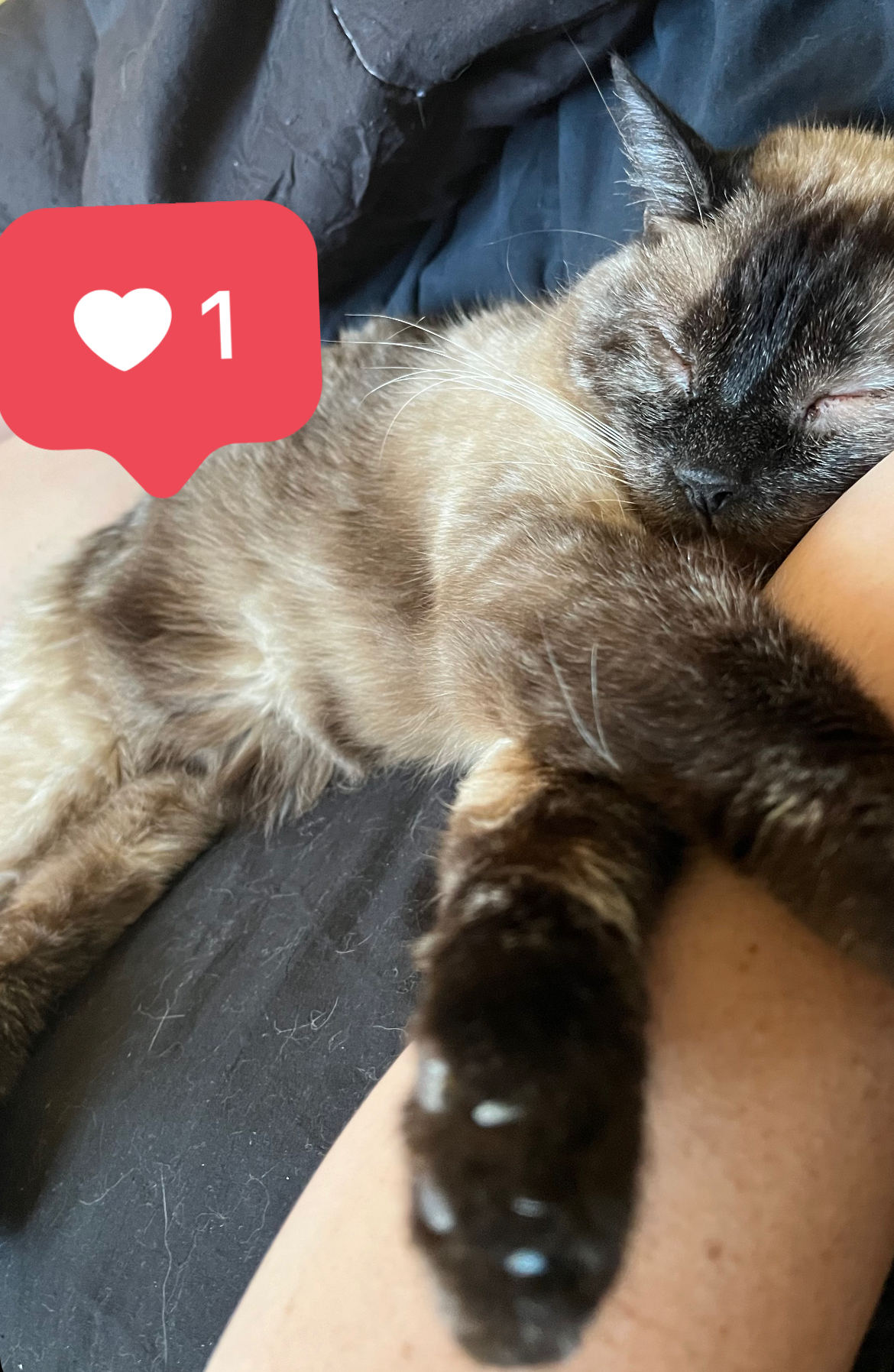 Enlarge Sammie, a Adoptable Domestic Short Hair in Stockton, CA image 3/6