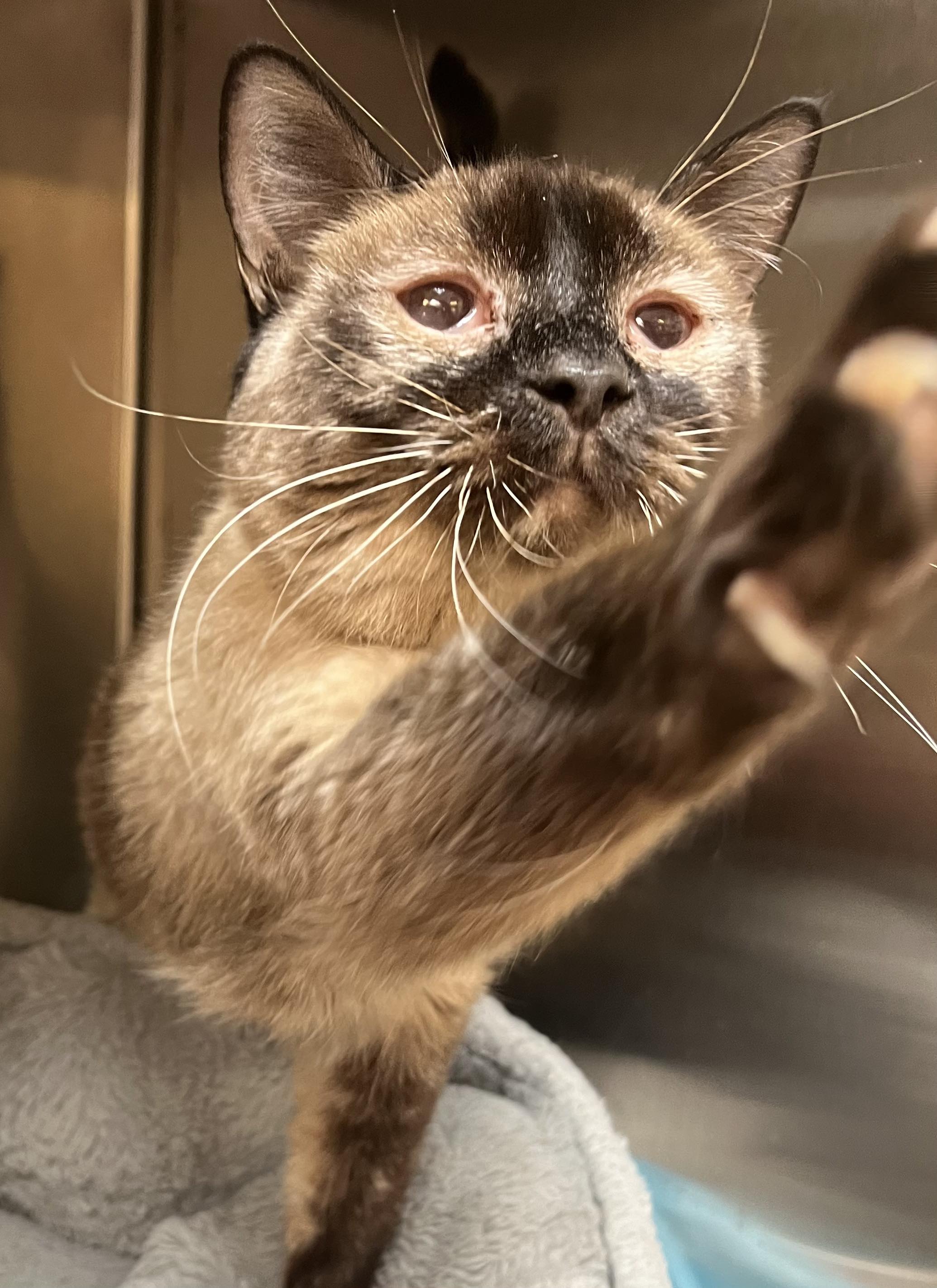 Enlarge Sammie, a Adoptable Domestic Short Hair in Stockton, CA image 6/6
