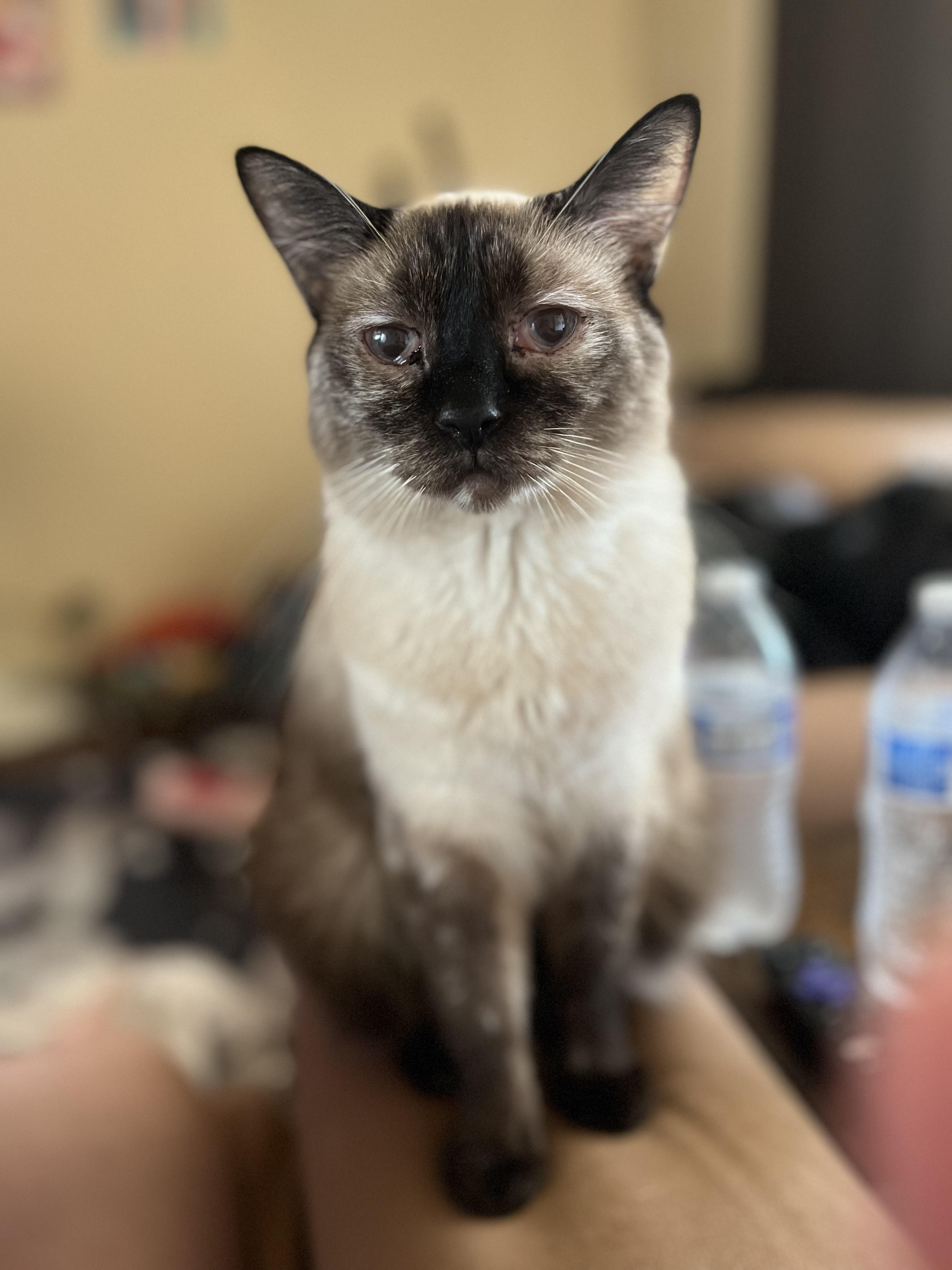 Enlarge Sammie, a Adoptable Domestic Short Hair in Stockton, CA image 2/6