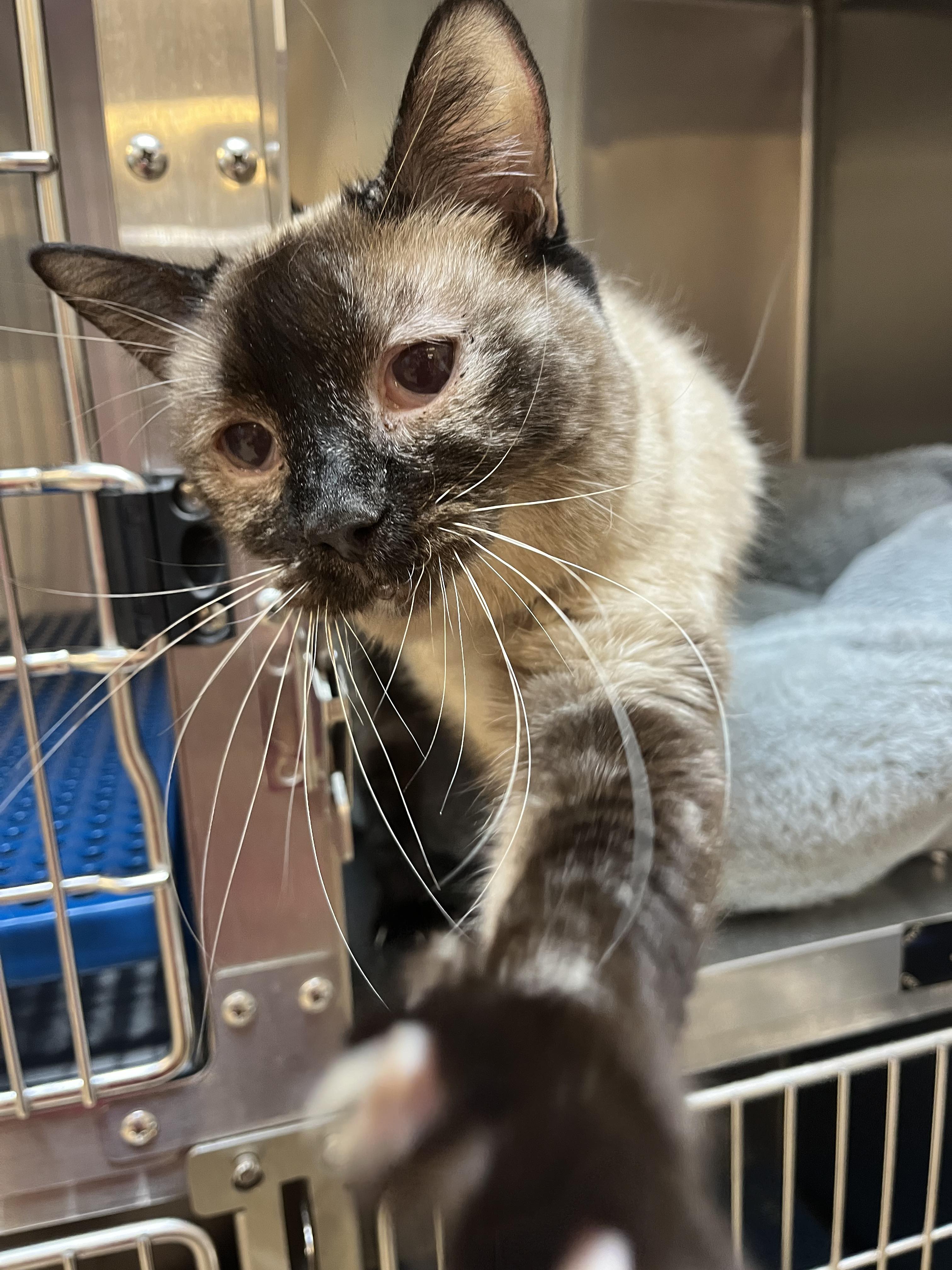 Sammie, Adoptable, Adult Female Domestic Short Hair.