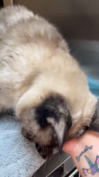 Enlarge Sammie, a Adoptable Domestic Short Hair in Stockton, CA video 4/6