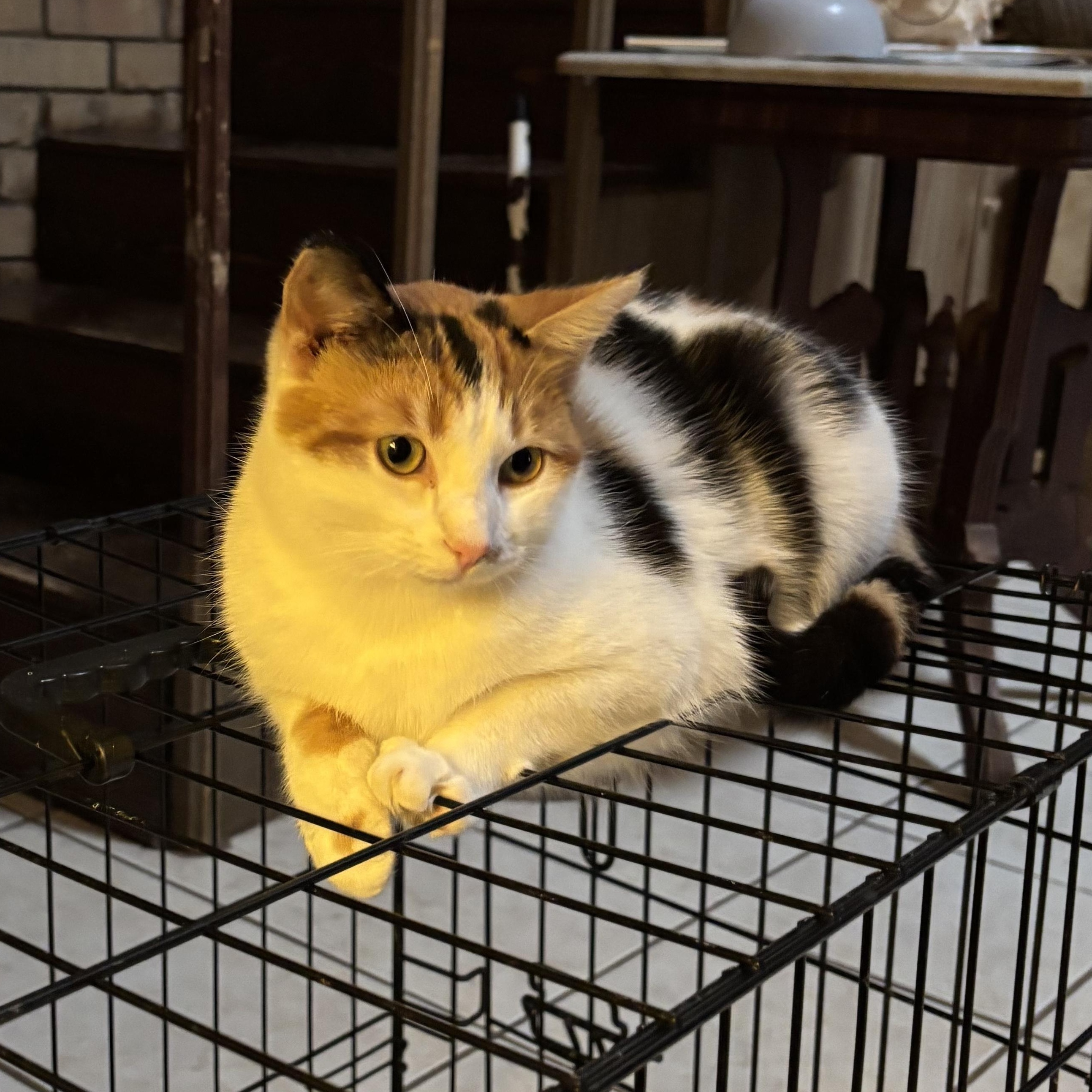 Enlarge Mimi, a Adoptable Calico in Whitney, TX image 1/1