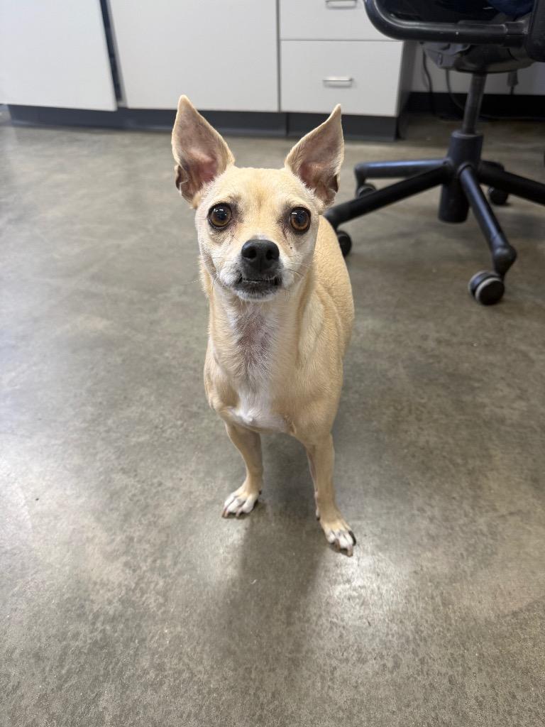 Muffin, a Adoptable mixed breed in Thousand Oaks, CA image 2/2