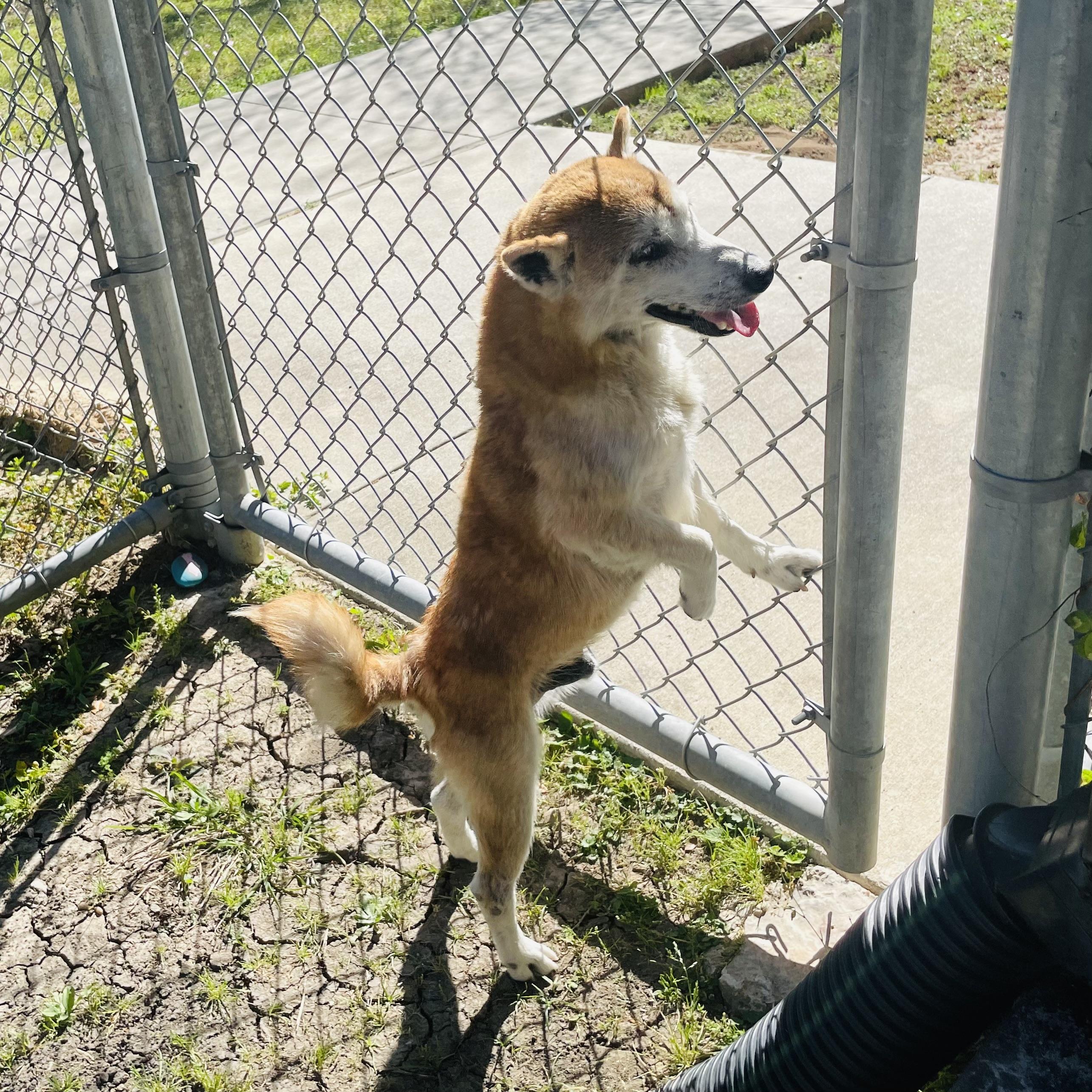 Enlarge Ryko, an adopted mixed breed in Seabrook, TX image 2/2