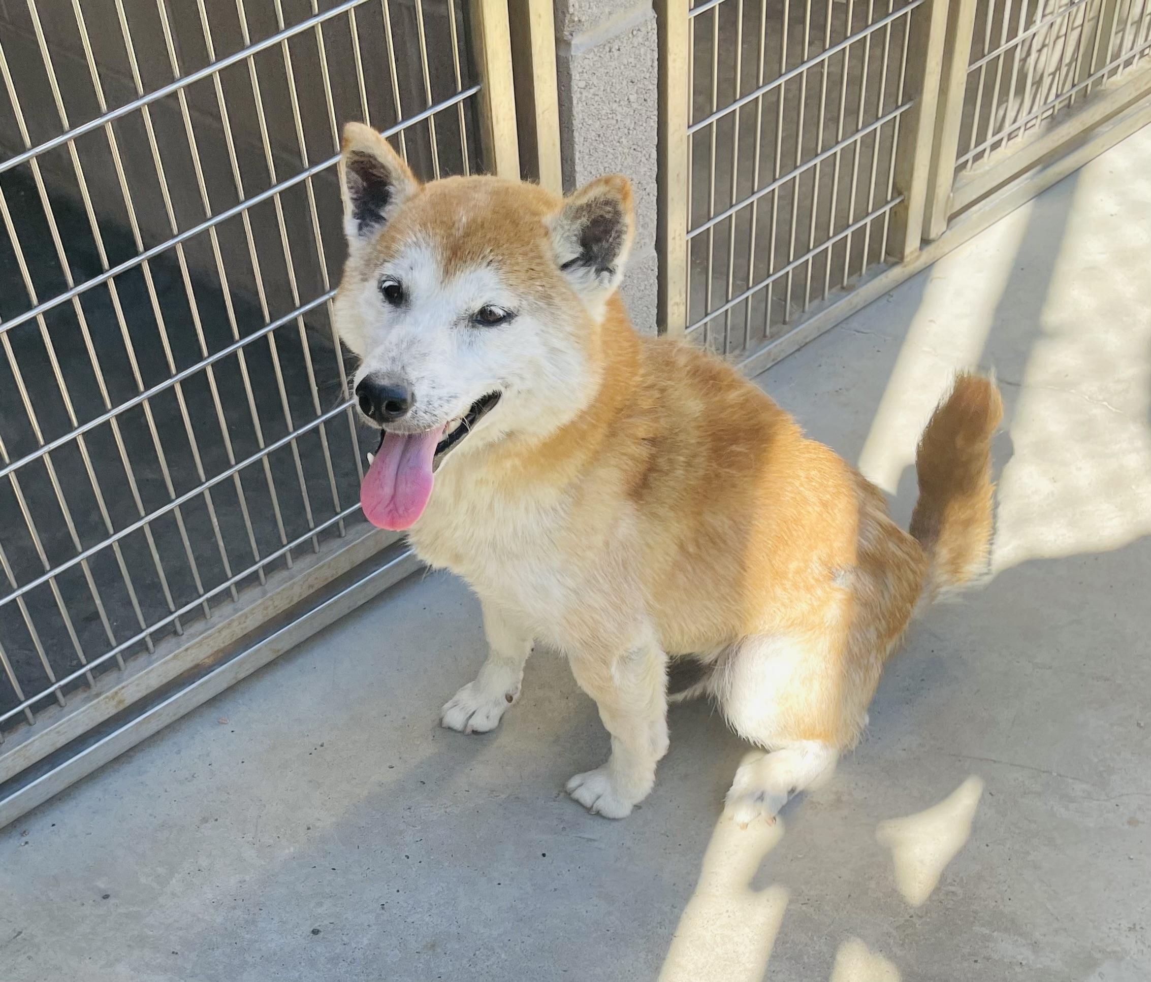 Enlarge Ryko, an adopted mixed breed in Seabrook, TX image 1/2