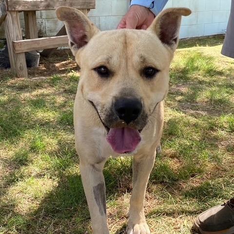 Enlarge Vinny, a Adoptable Carolina Dog in Port Aransas, TX image 1/1