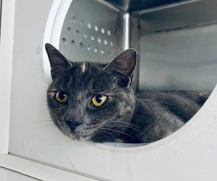 Spot, Adopted, Young Female Dilute Tortoiseshell.