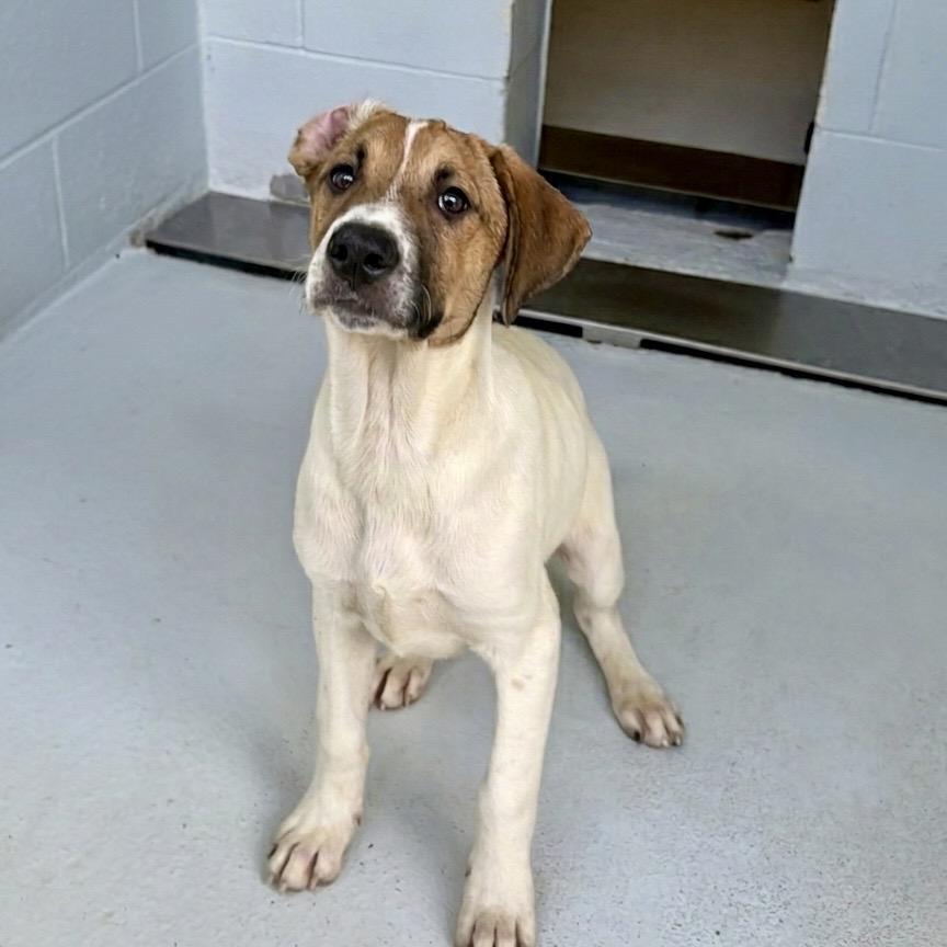 Gamora 26-04-044, Adoptable, Puppy Female Shepherd & Mixed Breed.