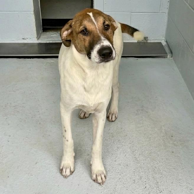 Enlarge Gamora 26-04-044, a Adoptable mixed breed in Bastrop, TX image 2/3