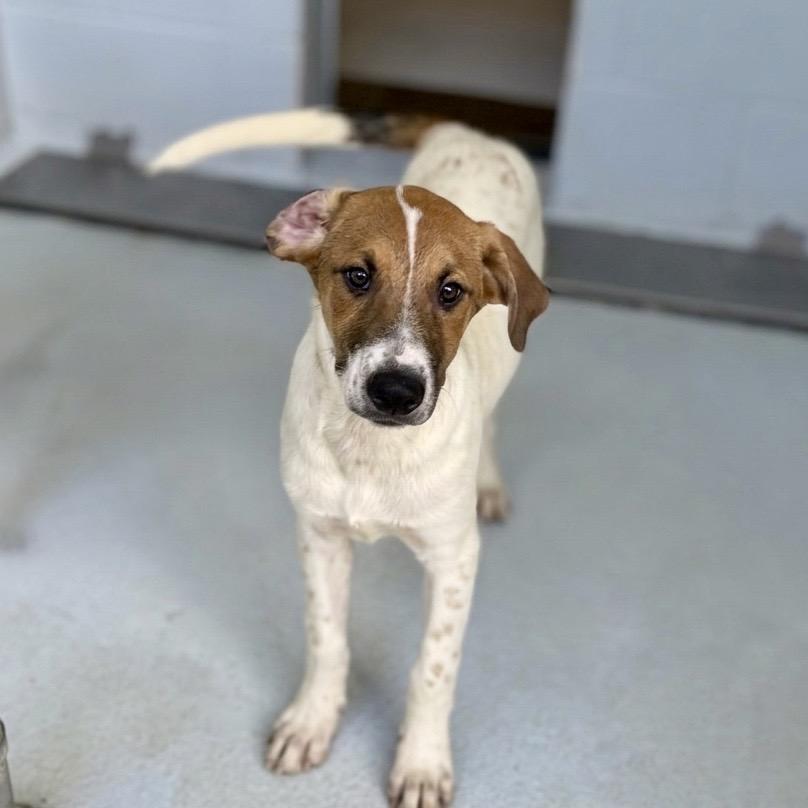 Enlarge Gamora 26-04-044, a Adoptable mixed breed in Bastrop, TX image 3/3