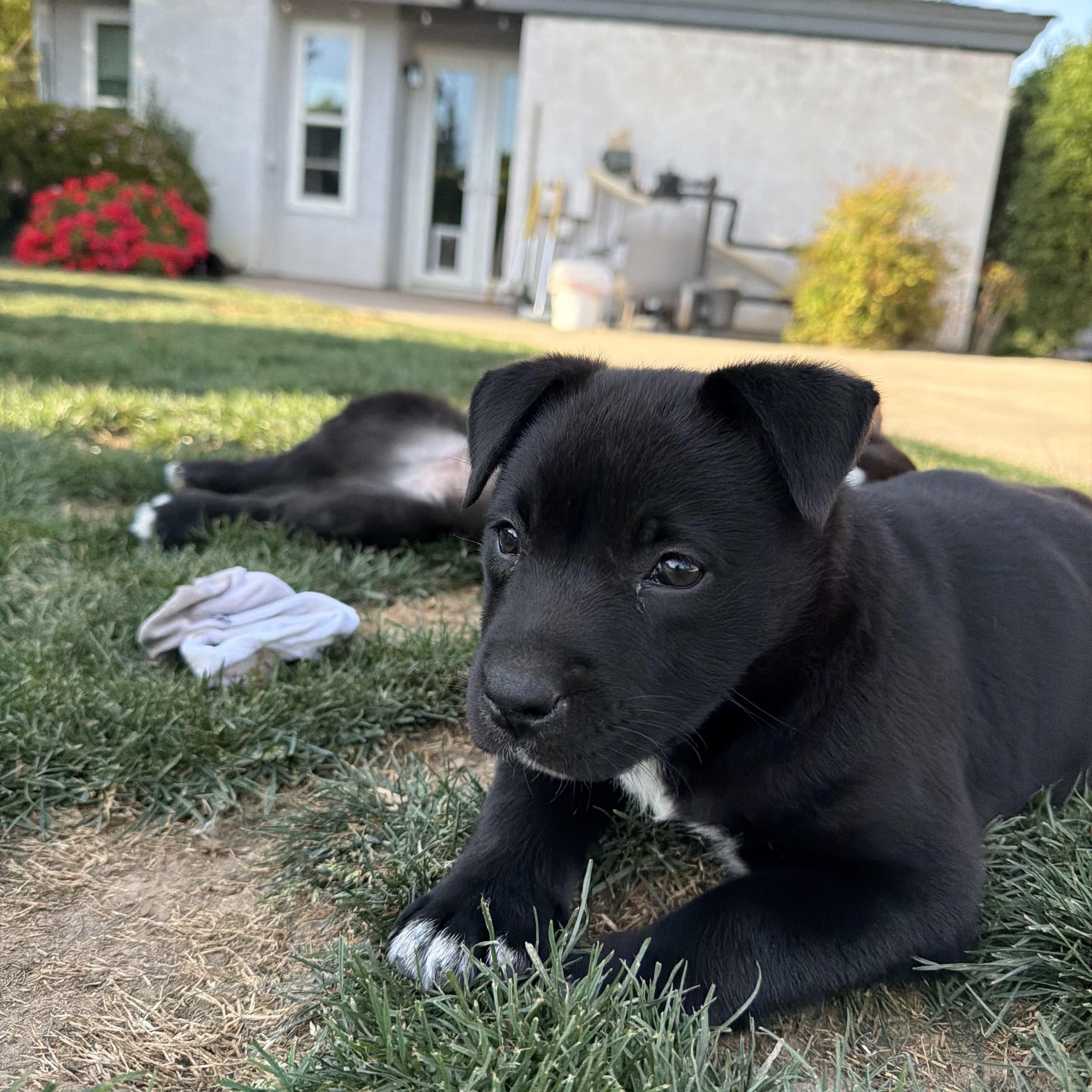 Lavender, Adoptable, Puppy Female Border Collie.