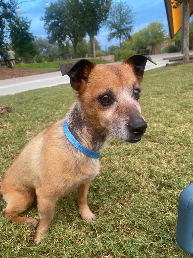 Tyson, Adoptable, Senior Male Dachshund & Chihuahua.
