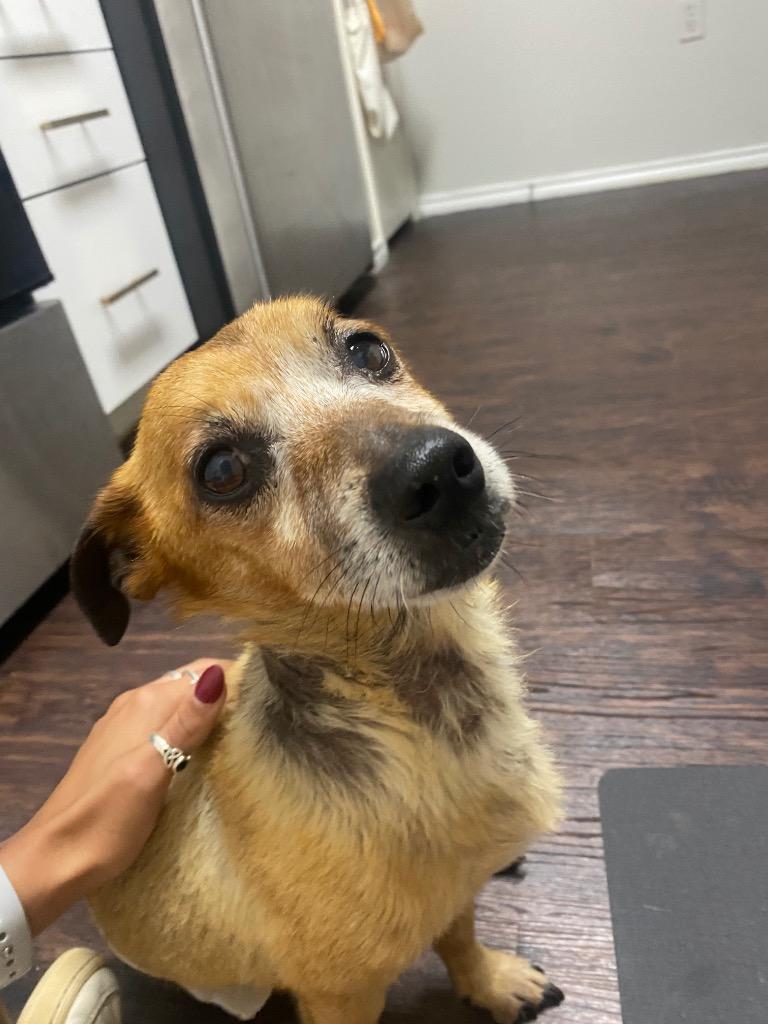 Enlarge Tyson, a Adoptable mixed breed in College Station, TX image 4/6