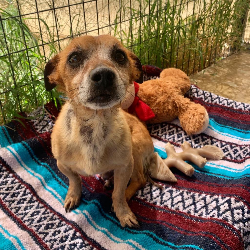 Enlarge Tyson, a Adoptable mixed breed in College Station, TX image 4/6