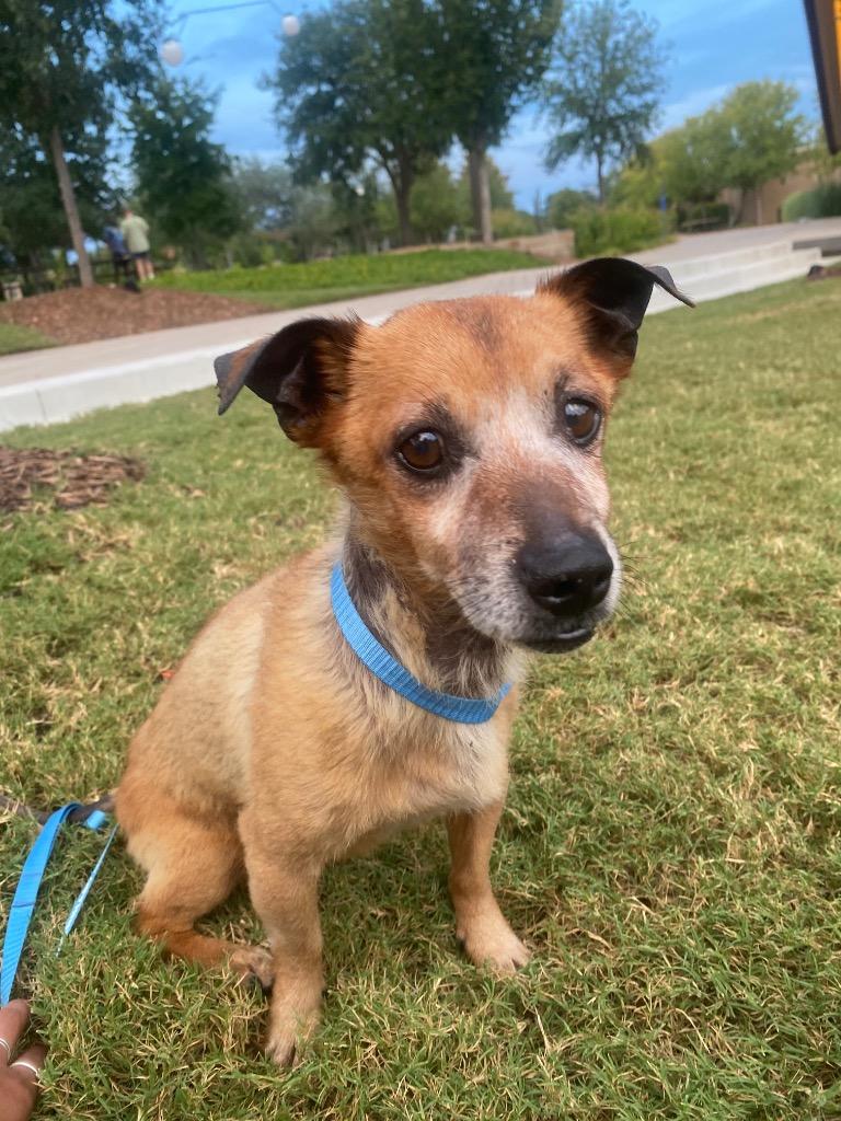 Enlarge Tyson, a Adoptable mixed breed in College Station, TX image 4/6