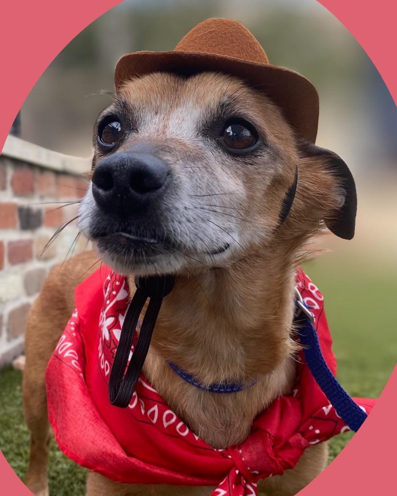 Enlarge Tyson, a Adoptable mixed breed in College Station, TX image 6/6