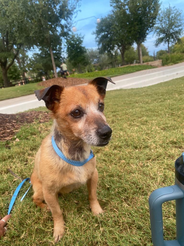 Enlarge Tyson, a Adoptable mixed breed in College Station, TX image 5/6