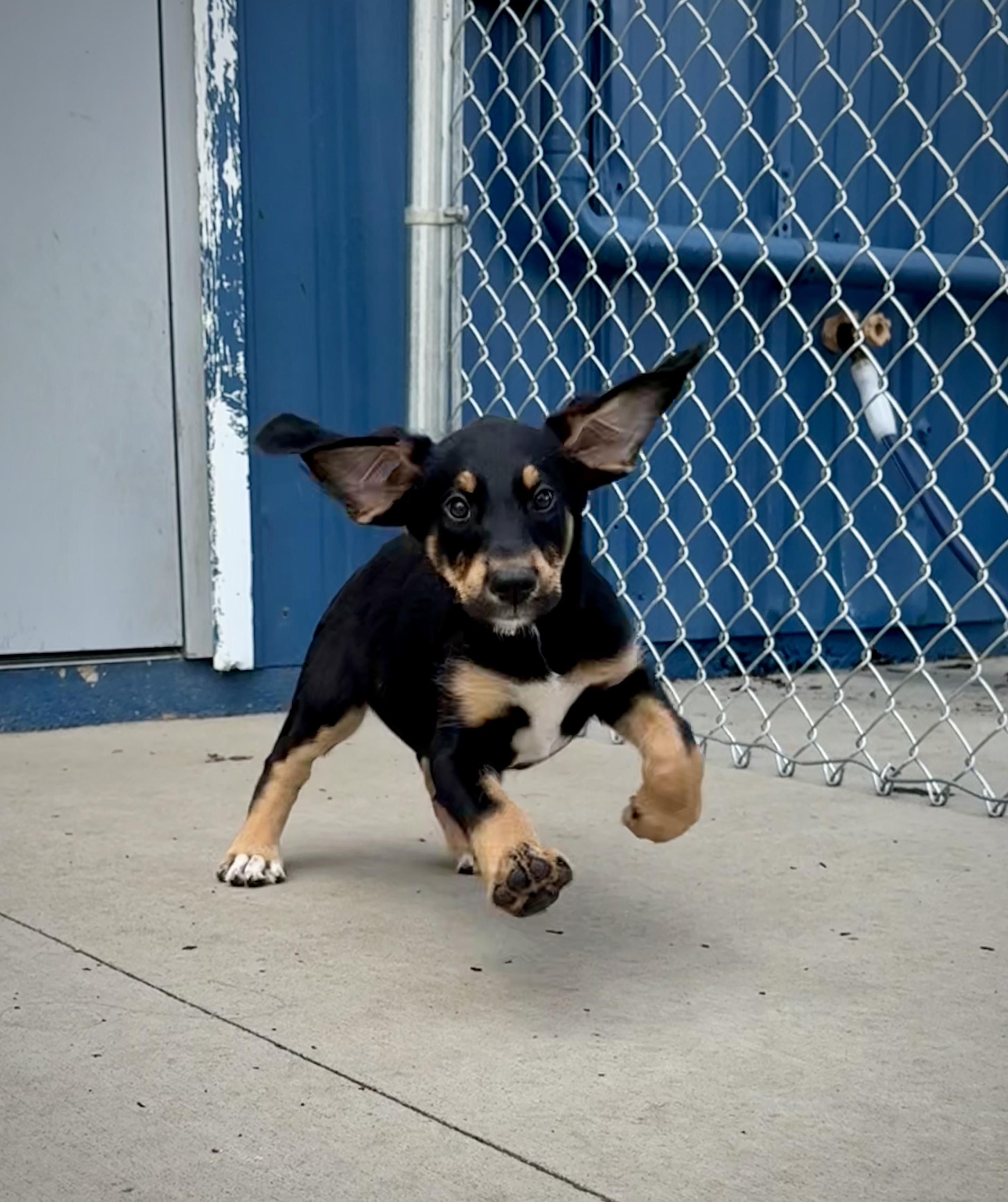 Enlarge Primrose, an adopted mixed breed in Kalamazoo, MI image 3/5