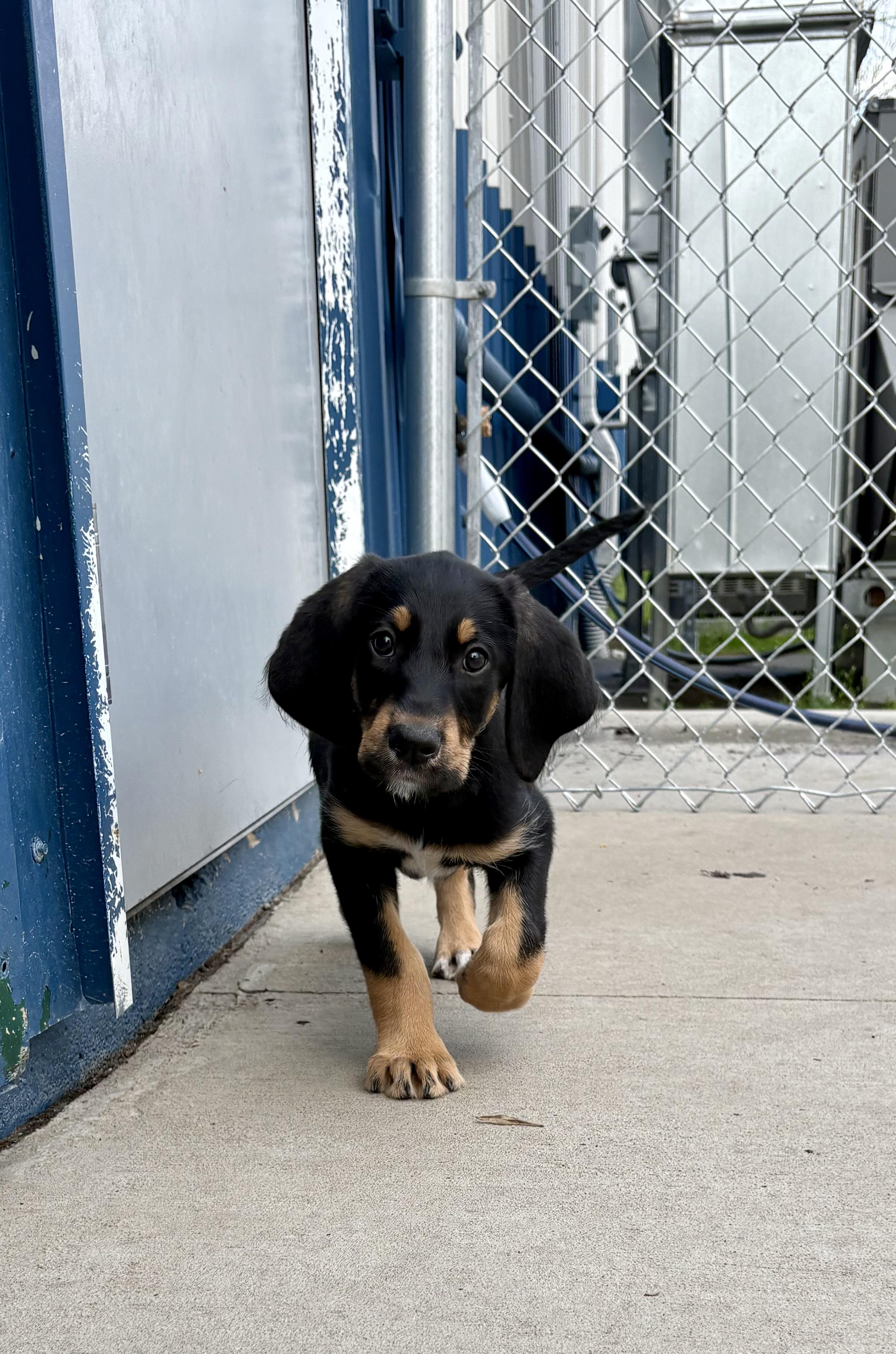 Enlarge Primrose, an adopted mixed breed in Kalamazoo, MI image 2/5