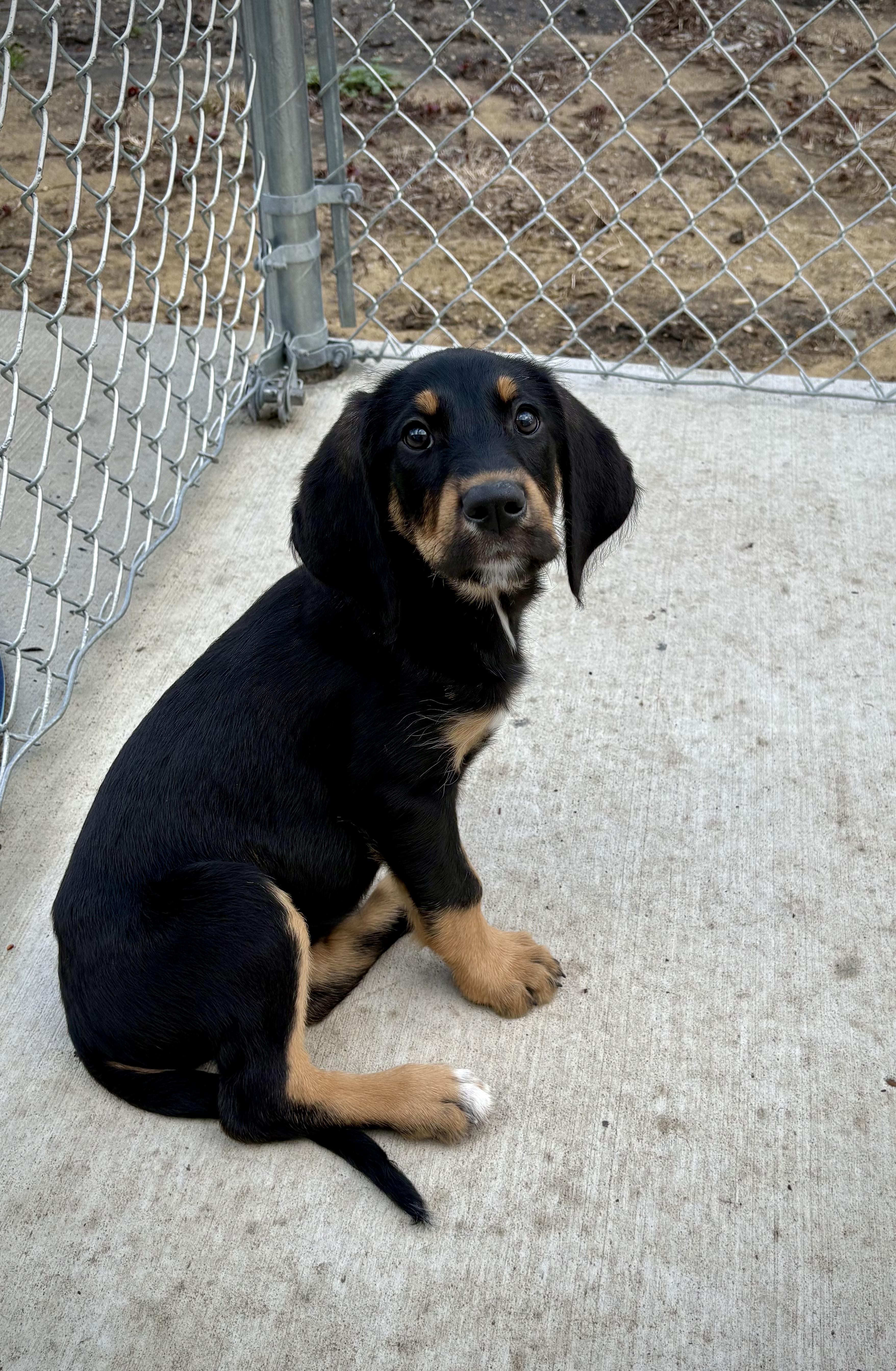 Primrose, adopted, Puppy Female Black and Tan Coonhound.