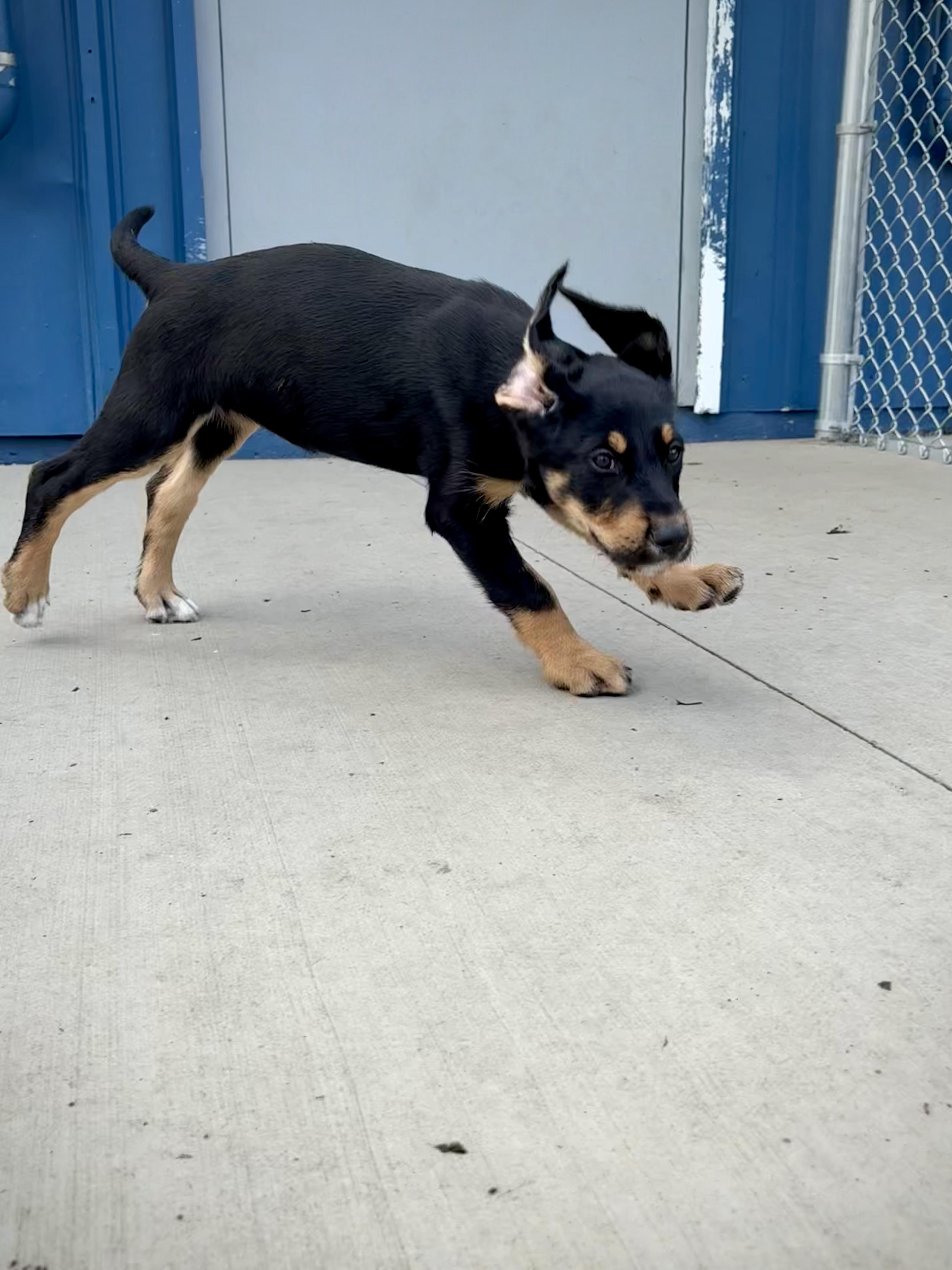 Enlarge Primrose, an adopted mixed breed in Kalamazoo, MI image 4/5