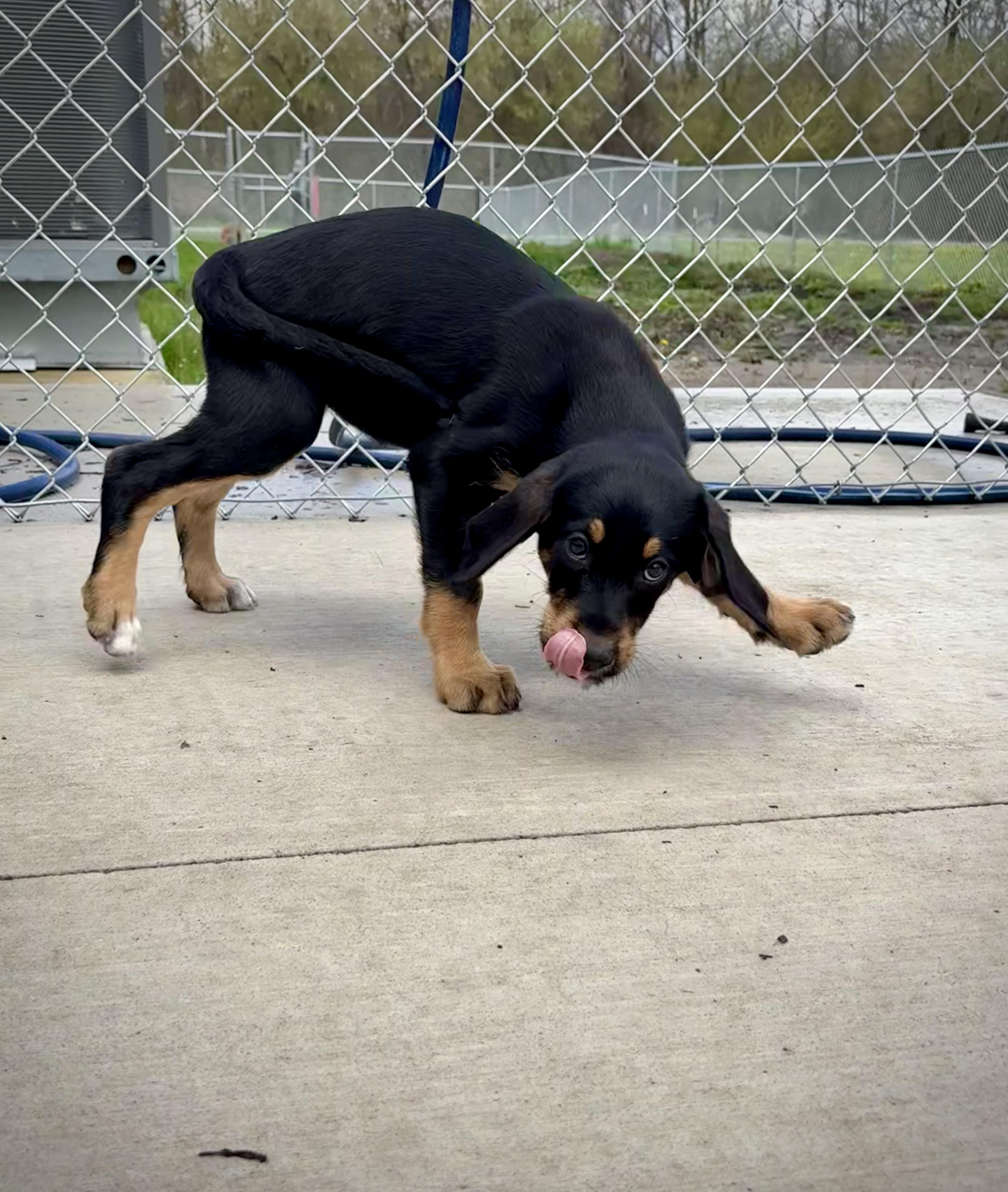 Enlarge Primrose, an adopted mixed breed in Kalamazoo, MI image 5/5