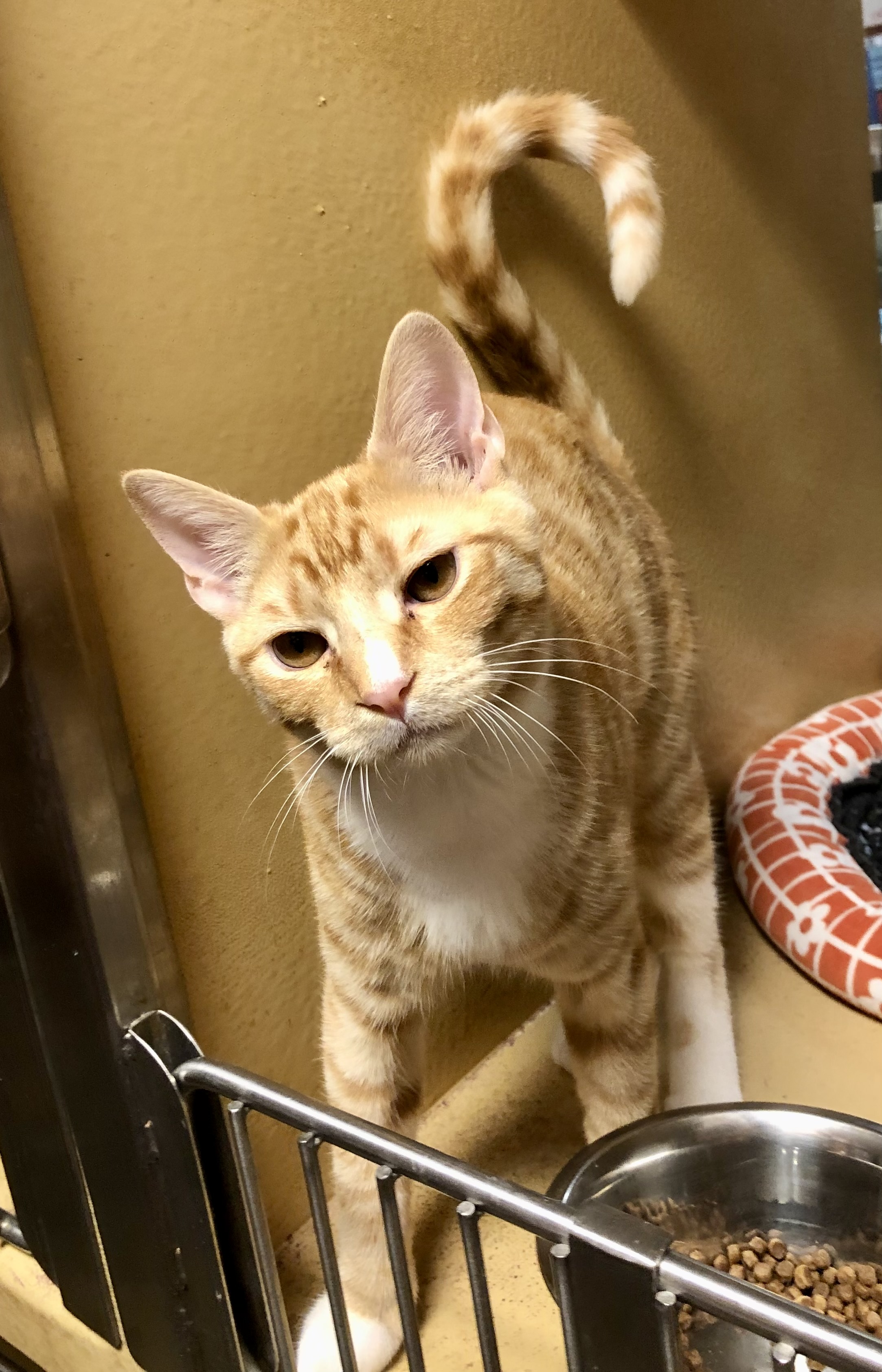 Edith, Adopted, Kitten Male Domestic Short Hair.