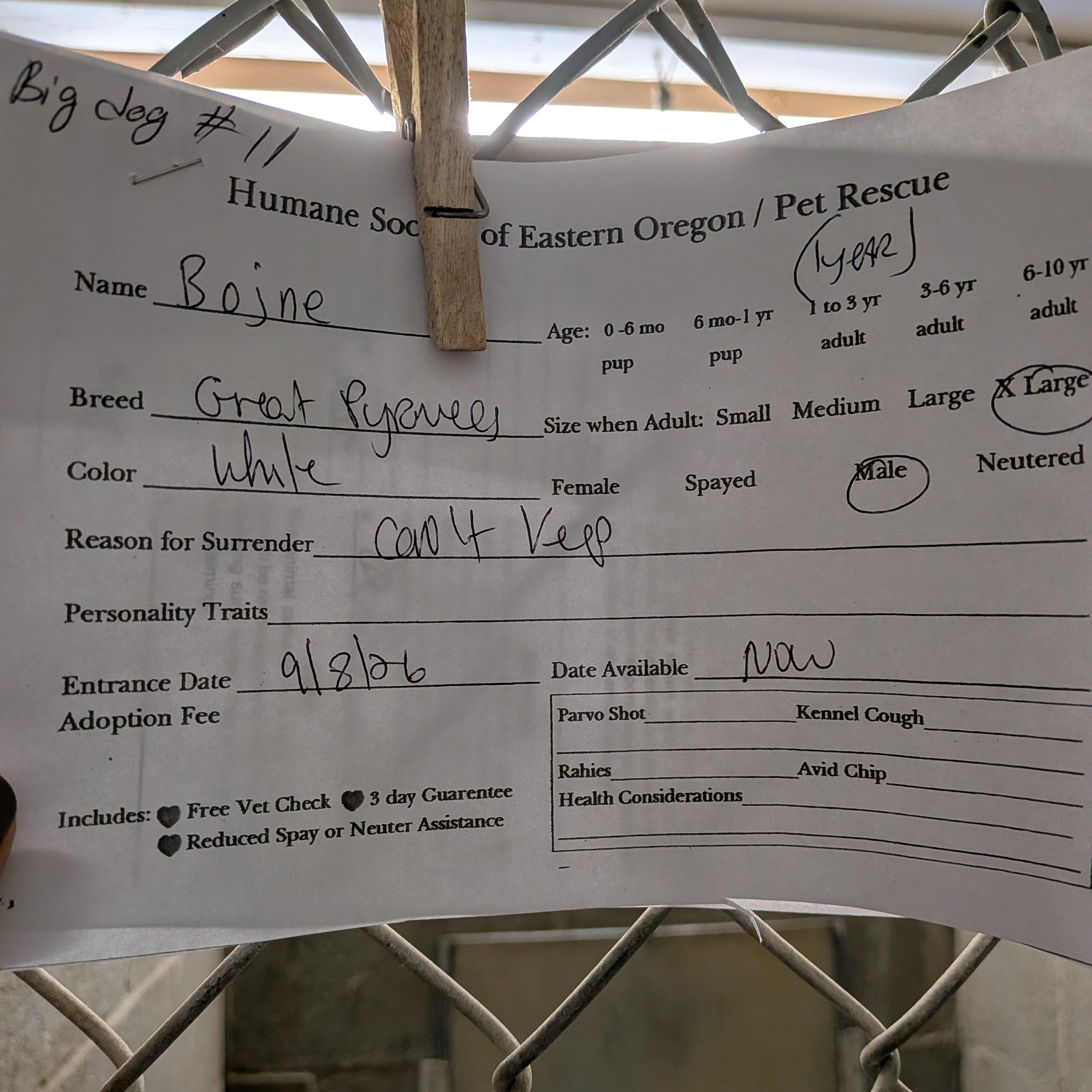 Enlarge Bojne, a Adoptable Great Pyrenees in Hermiston, OR image 2/2