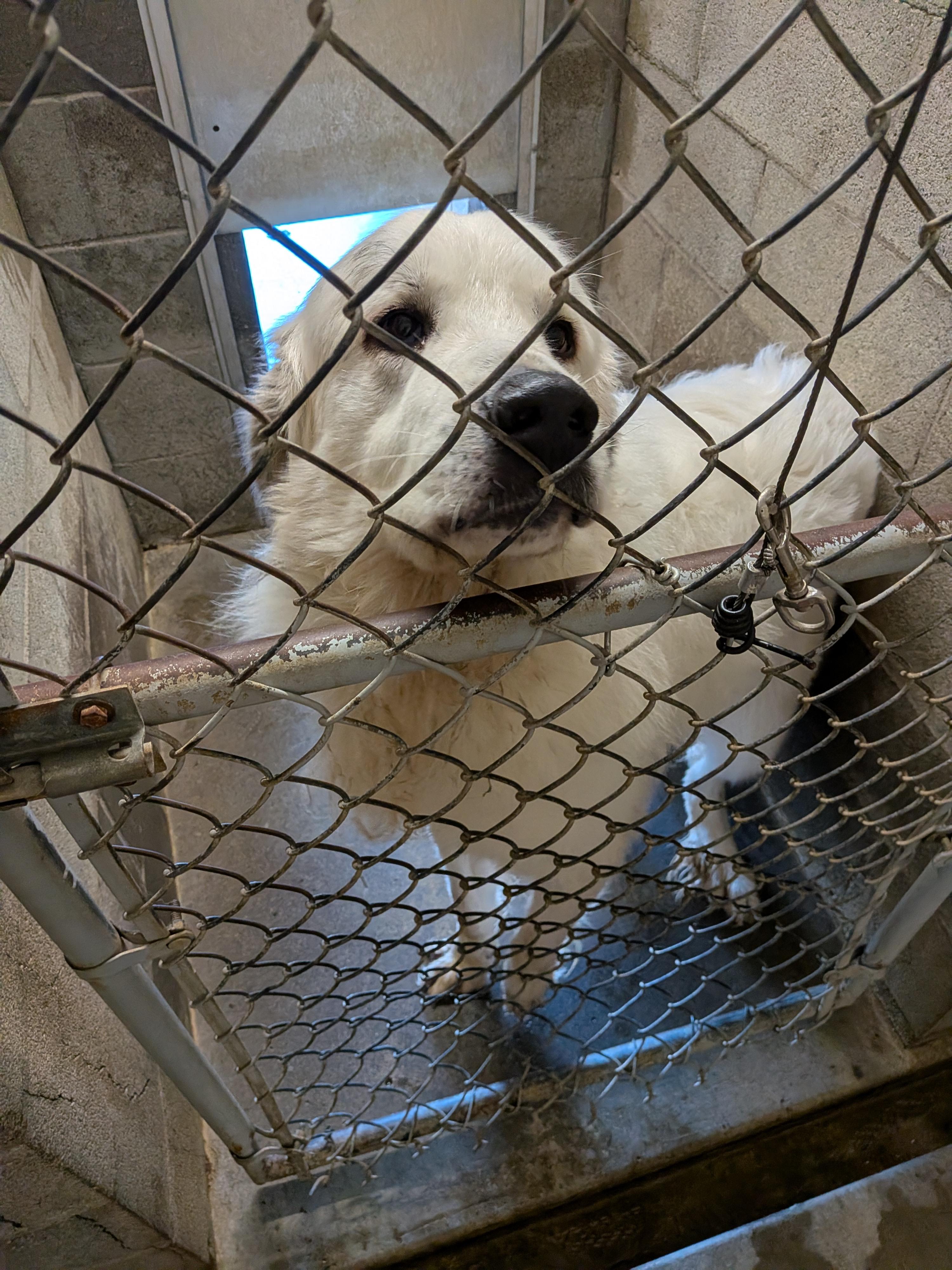 Enlarge Bojne, a Adoptable Great Pyrenees in Hermiston, OR image 1/2
