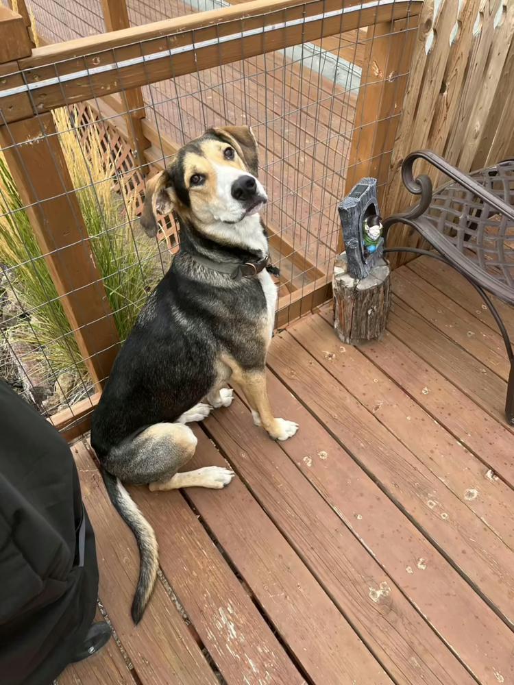 Enlarge RIPLEY (snoopy), a Adoptable mixed breed in Bend, OR image 1/4