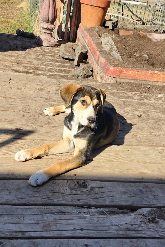 Enlarge RIPLEY (snoopy), a Adoptable mixed breed in Bend, OR image 3/4