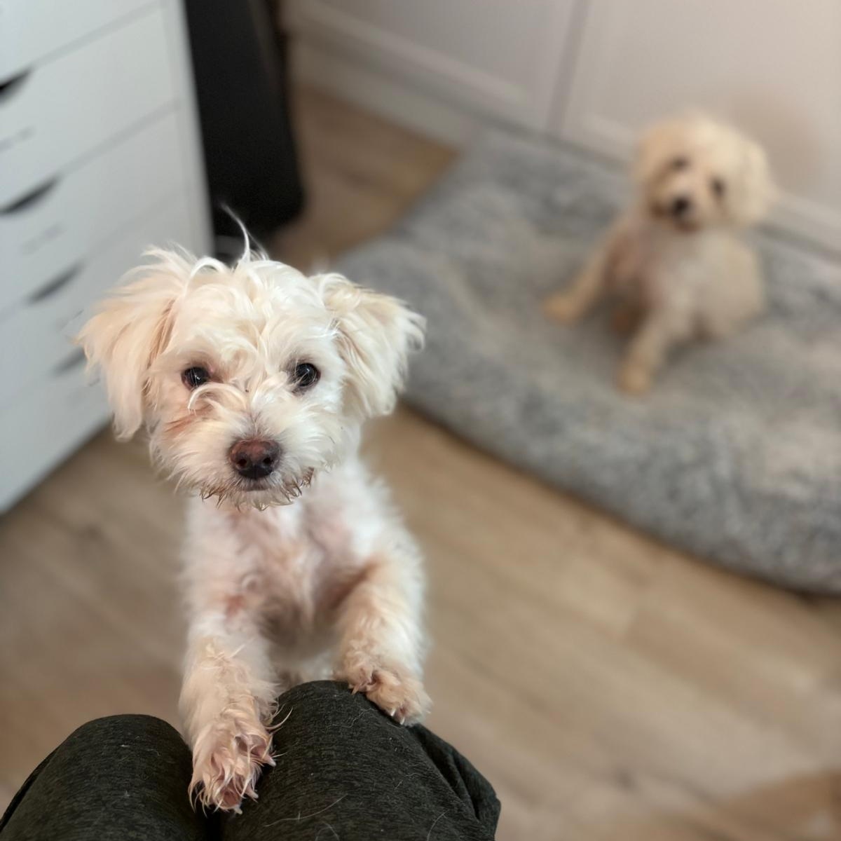 Enlarge Fig, a Adopted West Highland White Terrier / Westie in Ann Arbor, MI image 3/6