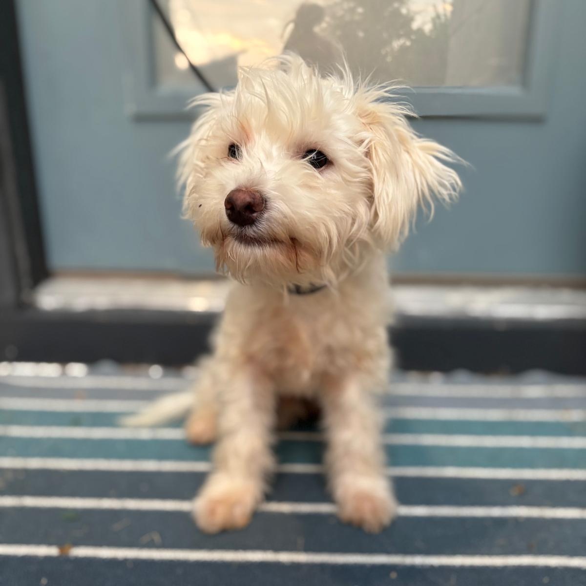 Enlarge Fig, a Adopted West Highland White Terrier / Westie in Ann Arbor, MI image 2/6