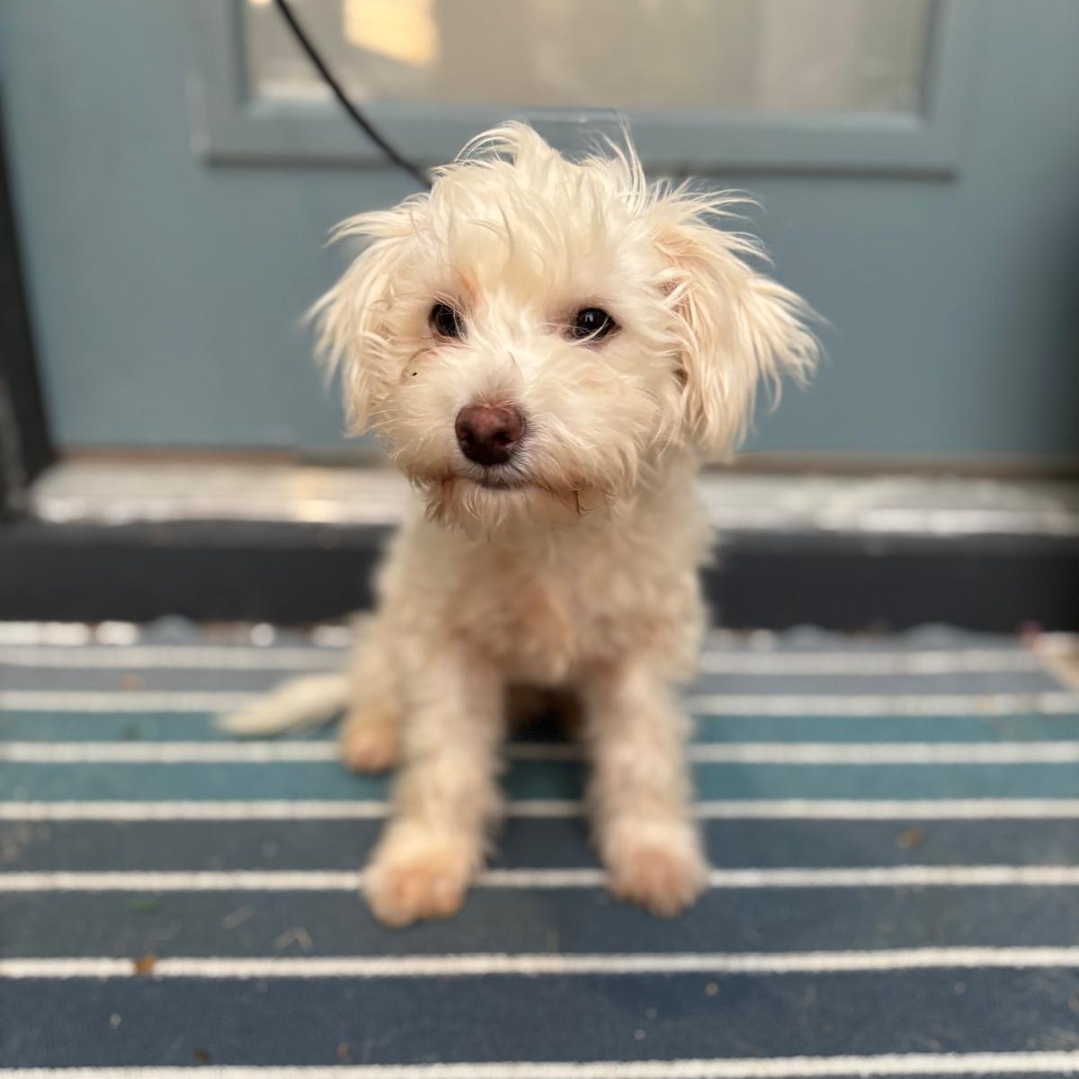 Fig, Adopted, Puppy Male West Highland White Terrier / Westie.