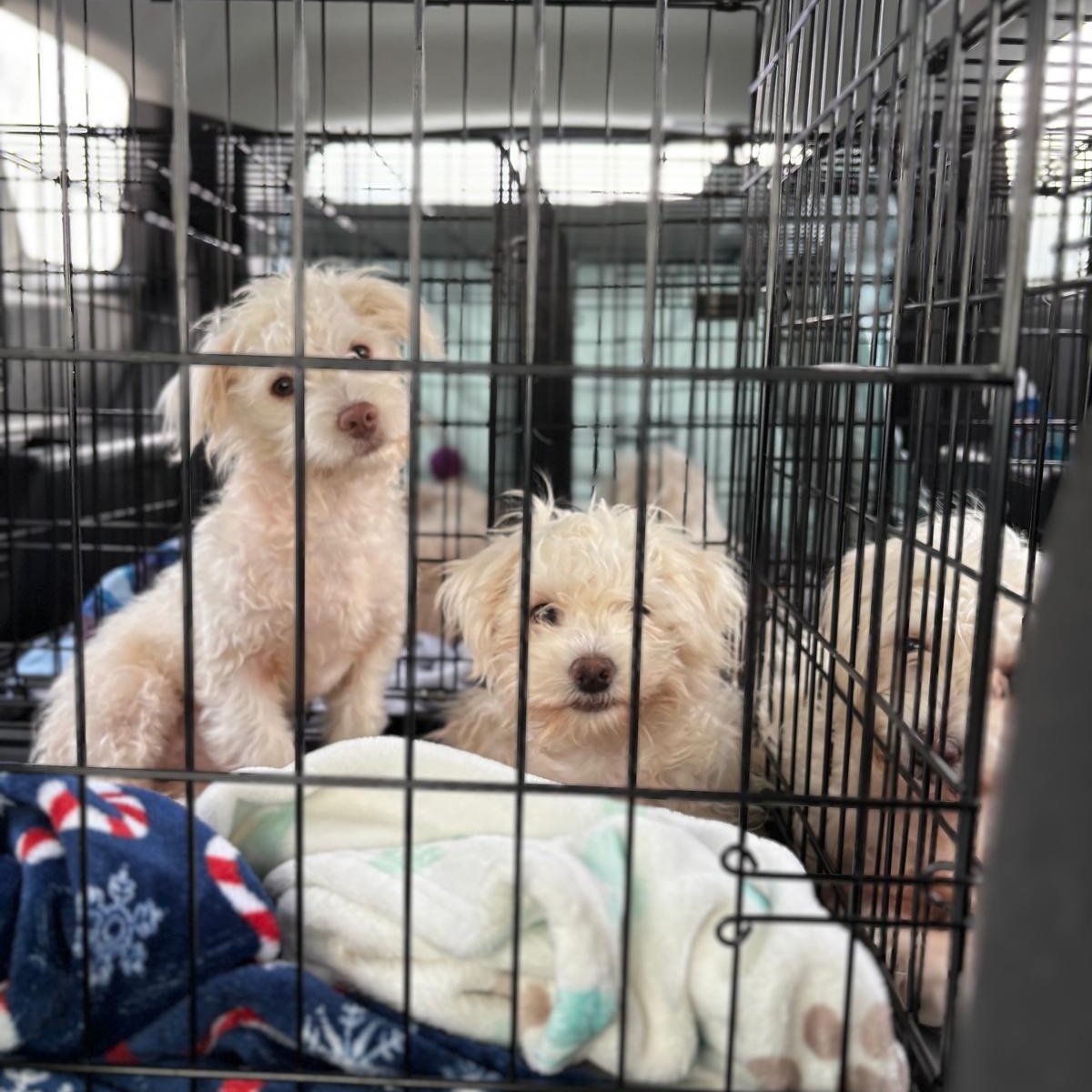 Enlarge Fig, a Adopted West Highland White Terrier / Westie in Ann Arbor, MI image 6/6