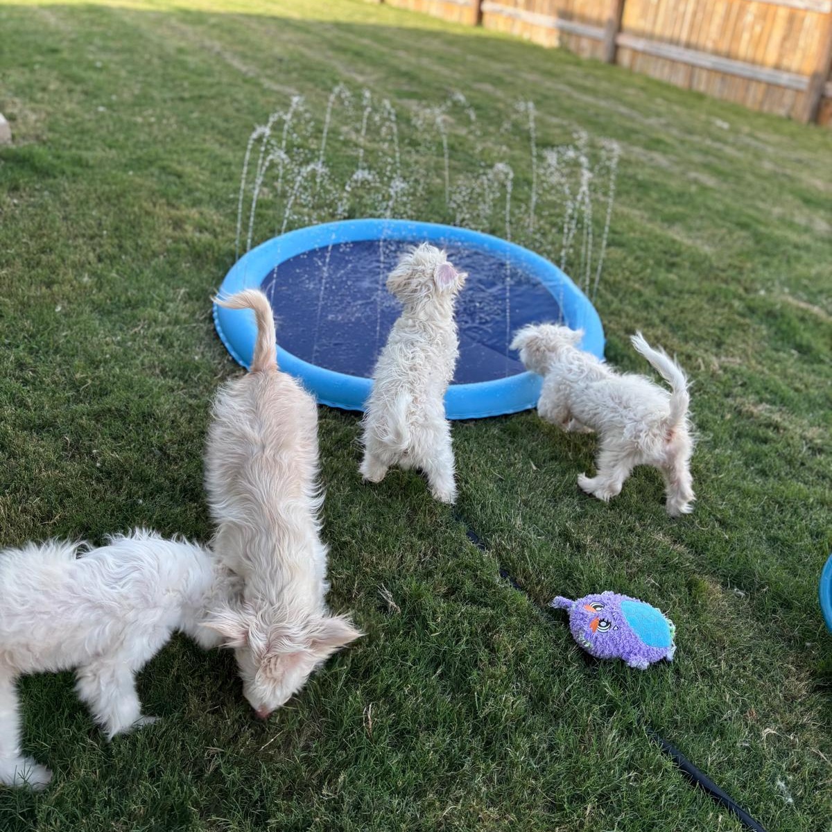 Enlarge Fig, a Adopted West Highland White Terrier / Westie in Ann Arbor, MI image 5/6