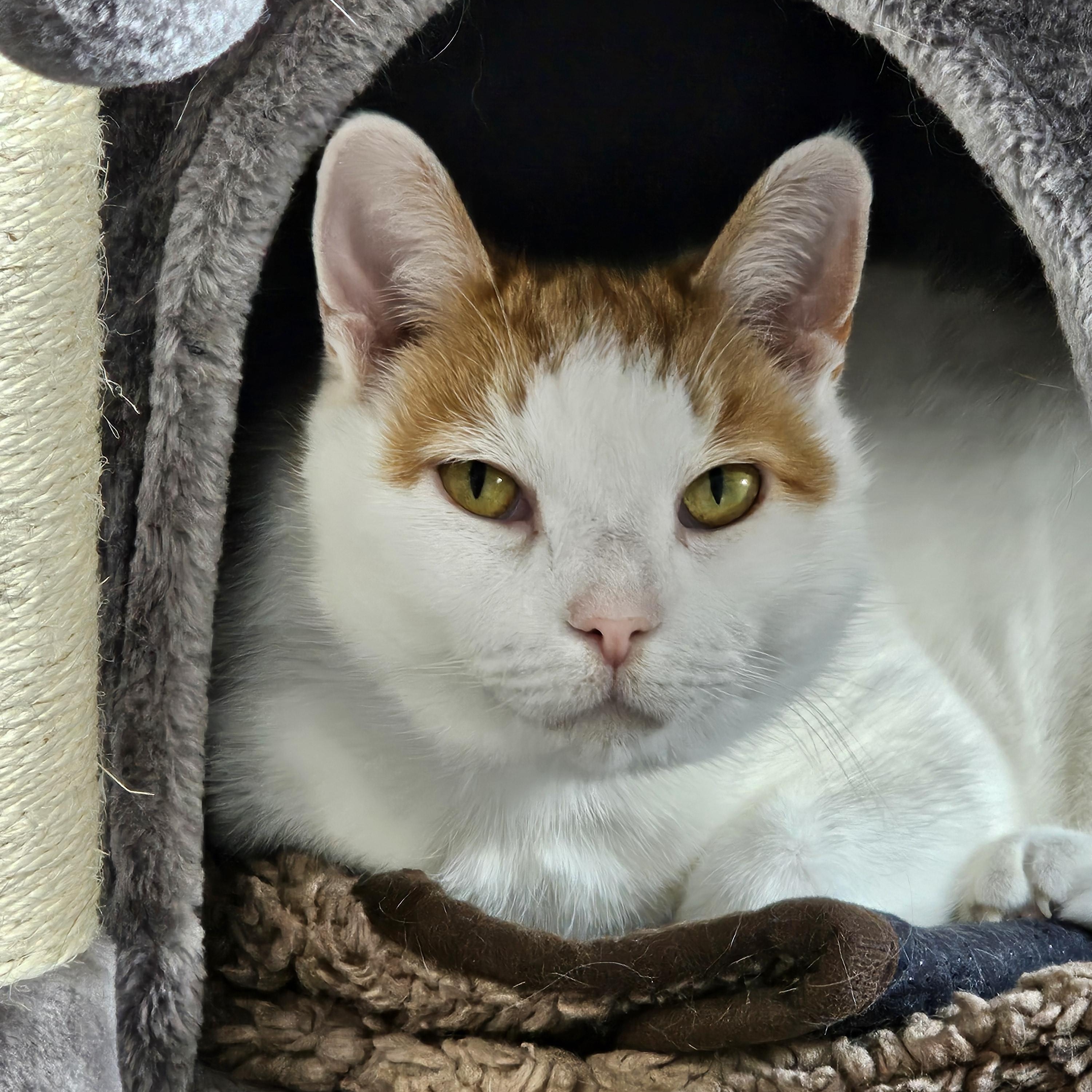 Enlarge Rocket, a Adoptable Domestic Short Hair in Stockbridge, MI image 3/3