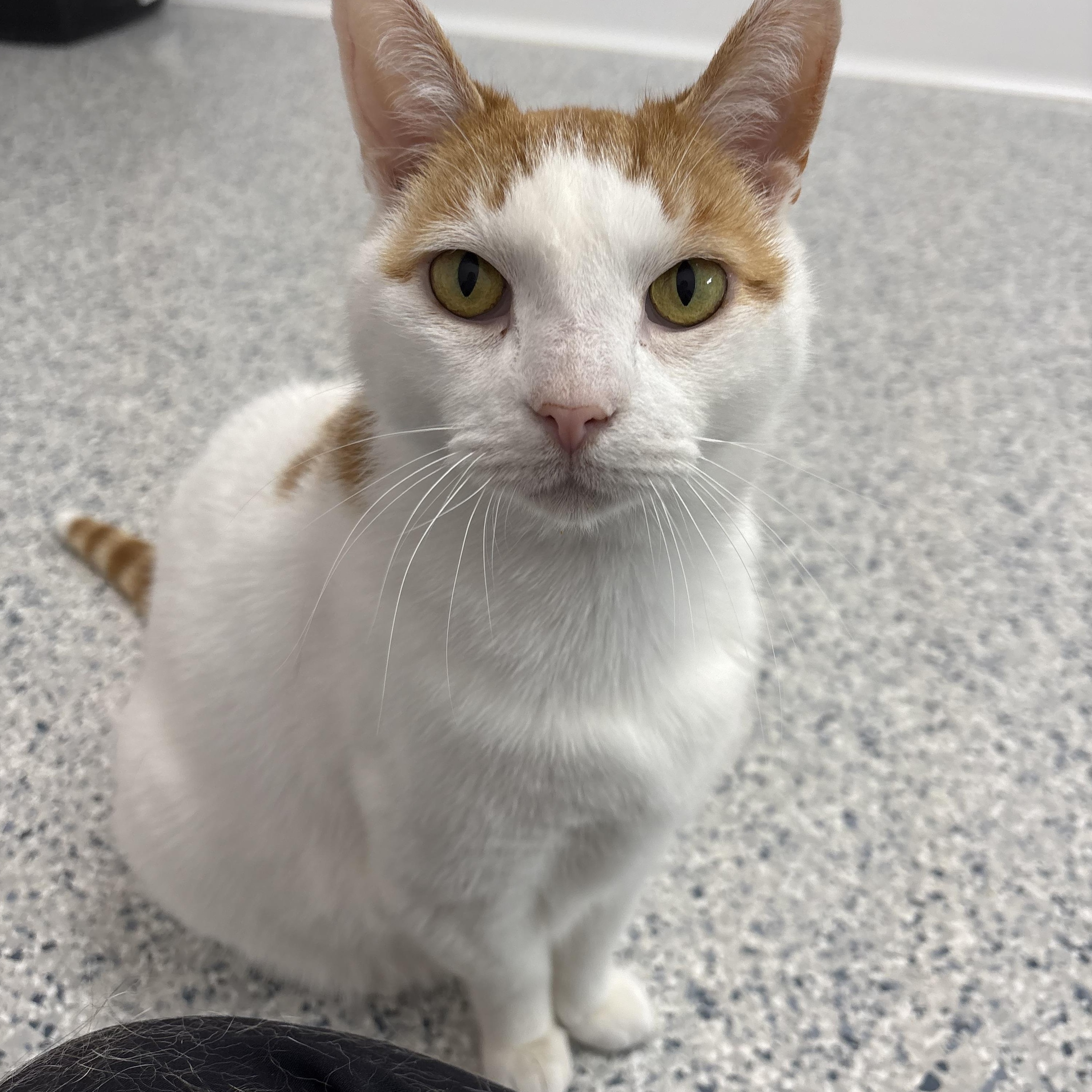 Enlarge Rocket, a Adoptable Domestic Short Hair in Stockbridge, MI image 1/3