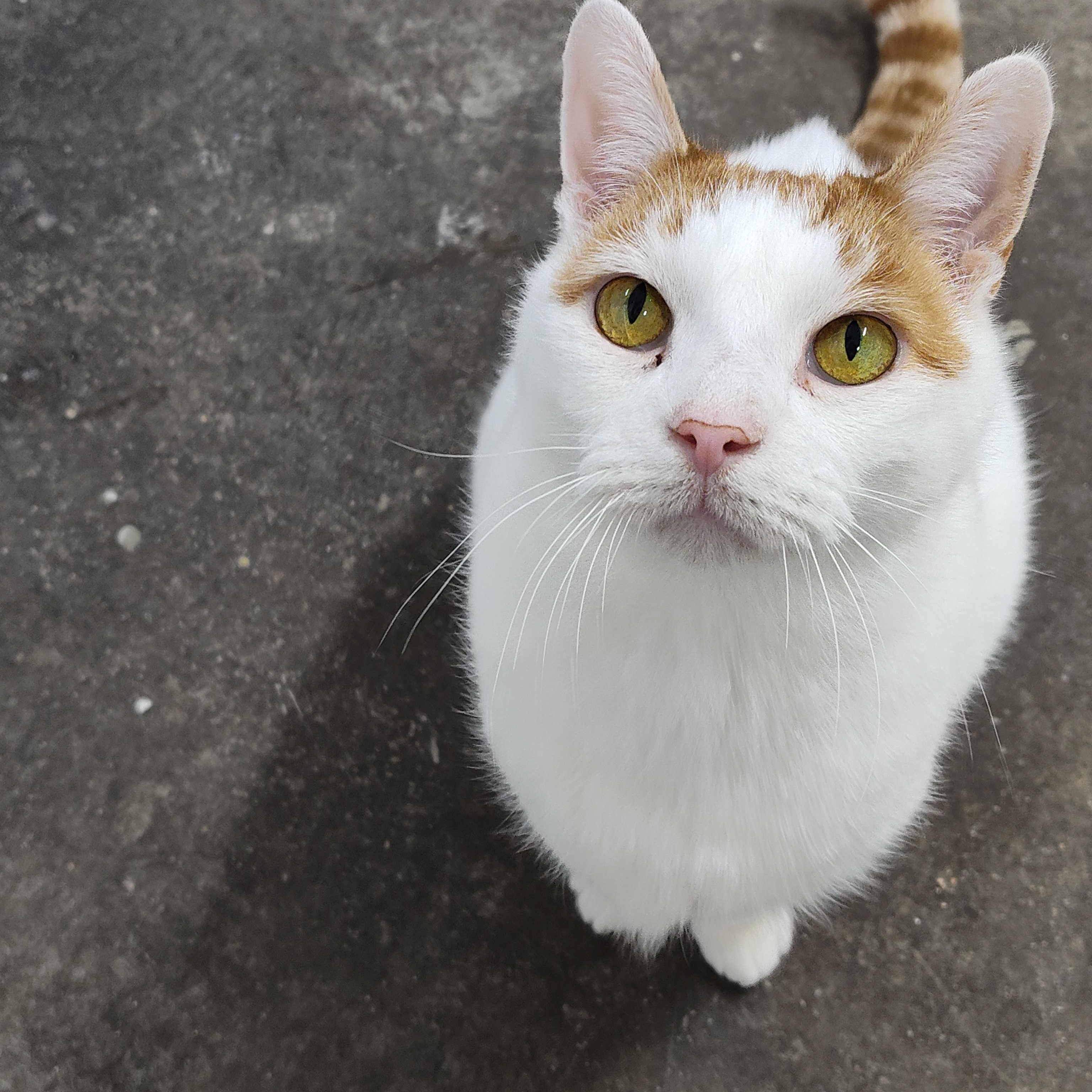 Enlarge Rocket, a Adoptable Domestic Short Hair in Stockbridge, MI image 2/3
