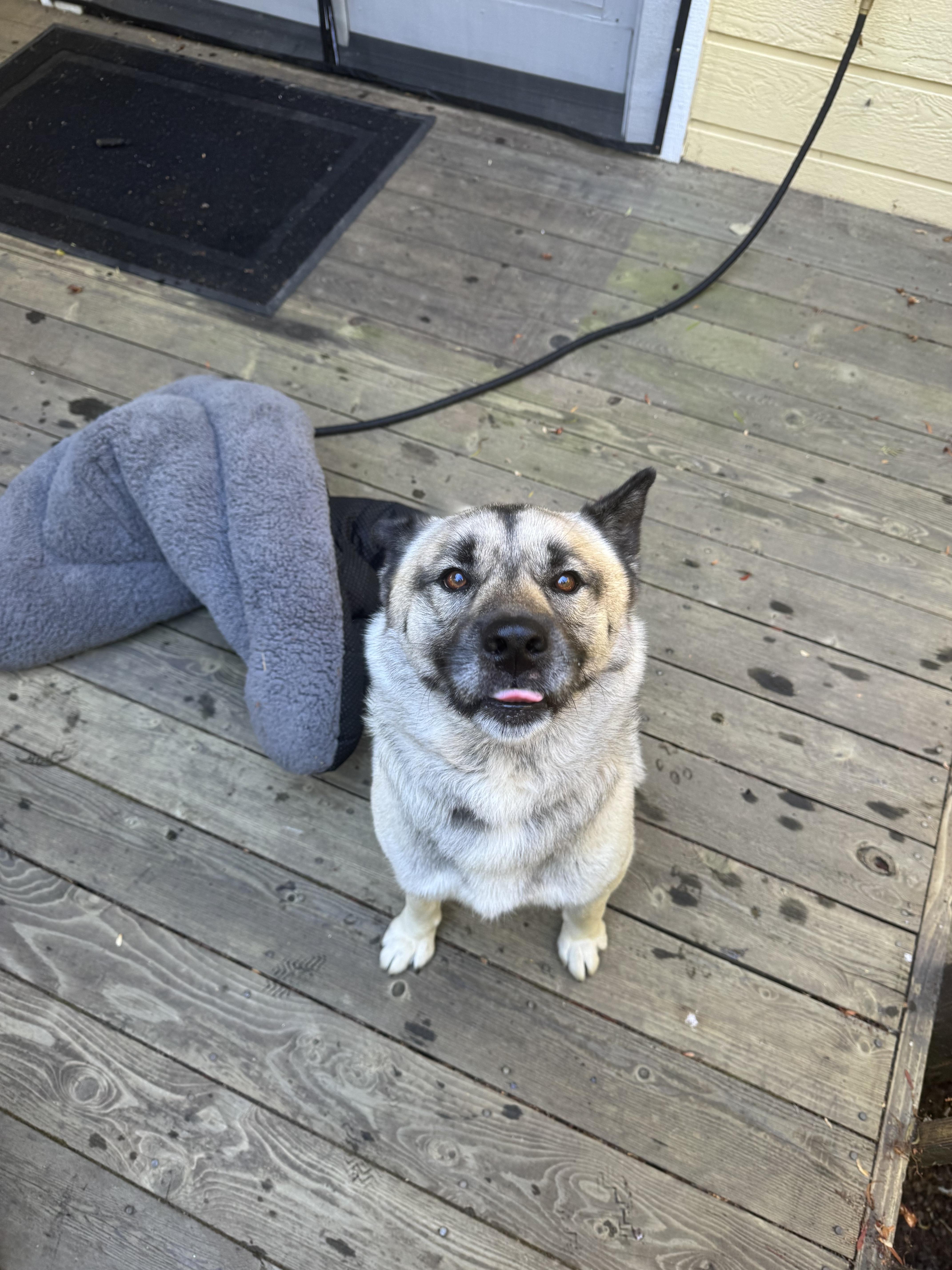 Enlarge Lost Akita Mix in Benicia, California, a Adoptable Akita in San Francisco, CA image 3/3