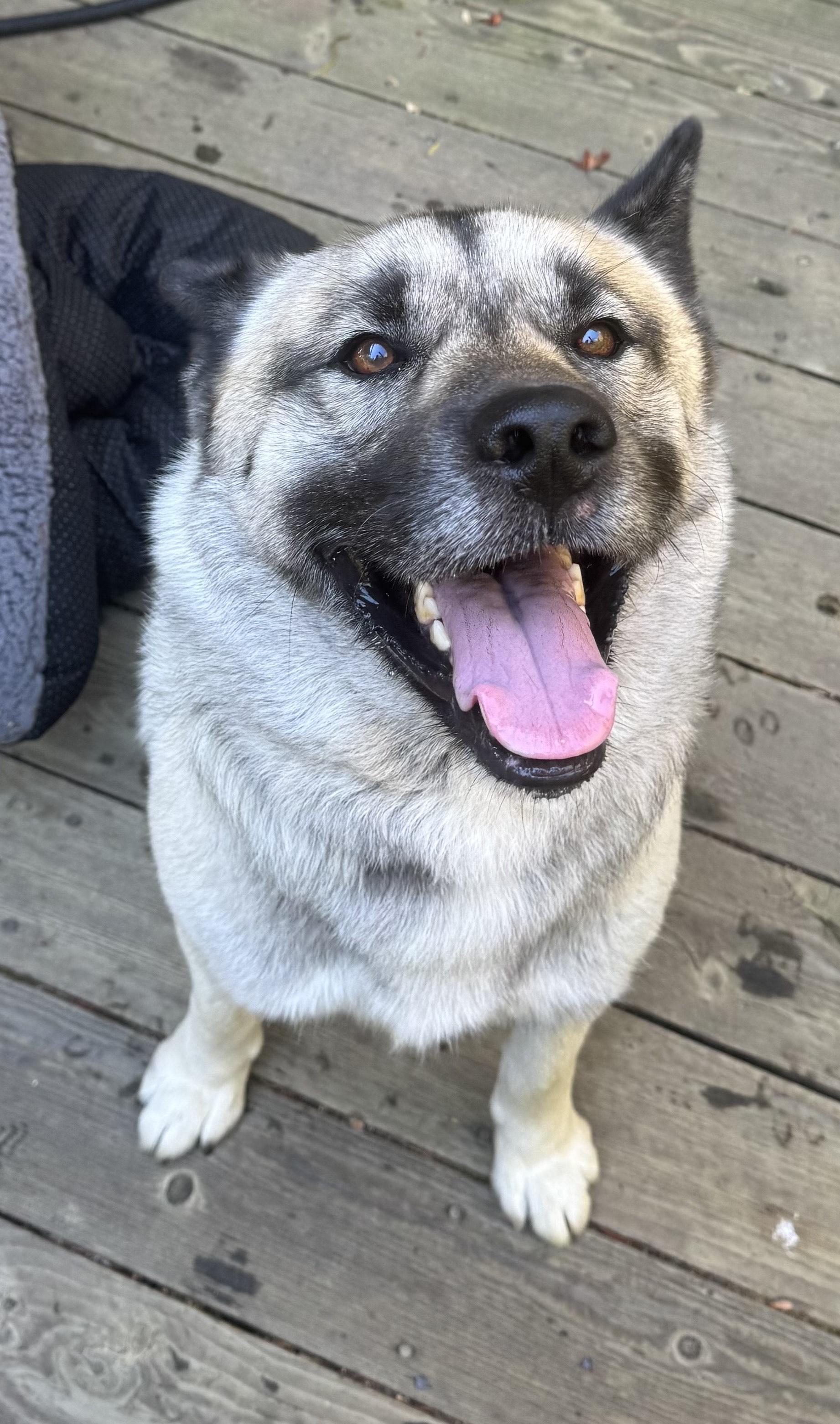 Enlarge Lost Akita Mix in Benicia, California, a Adoptable Akita in San Francisco, CA image 2/3