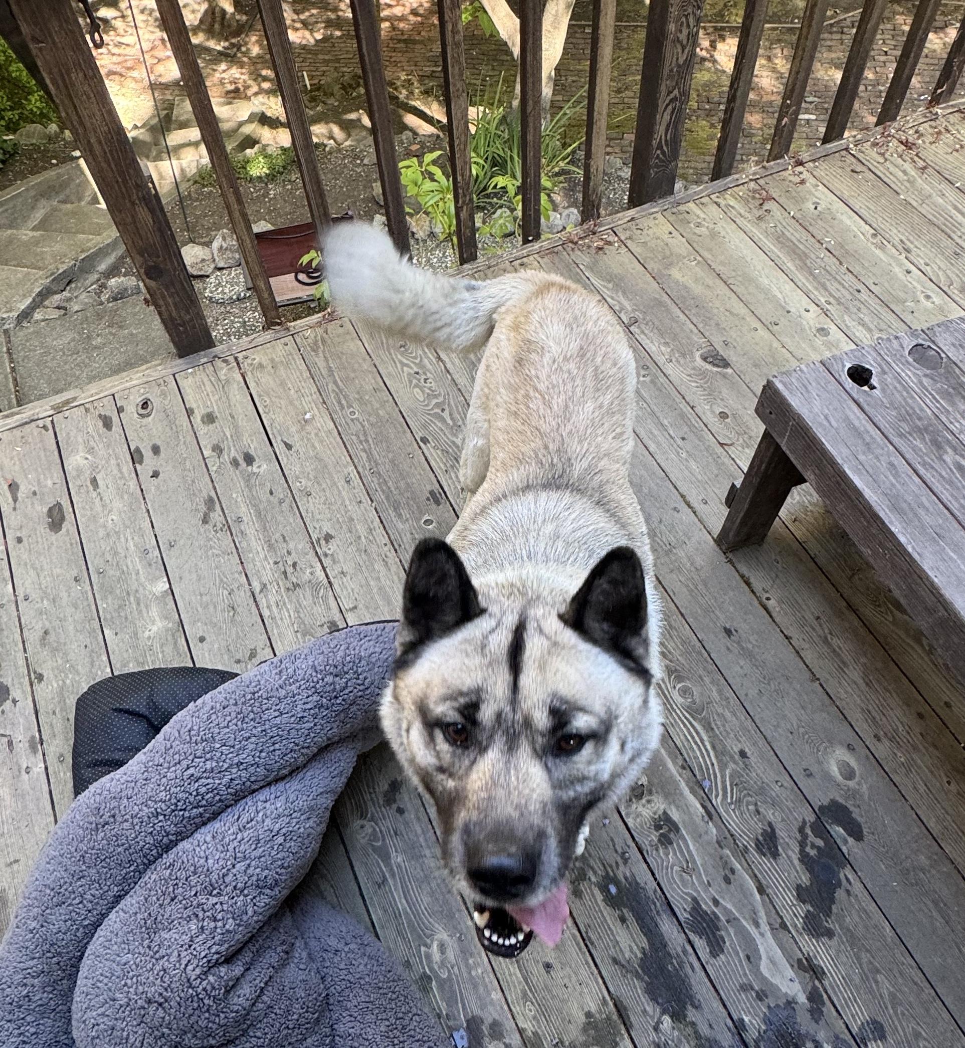 Lost Akita Mix in Benicia, California, Adoptable, Young Male Akita.