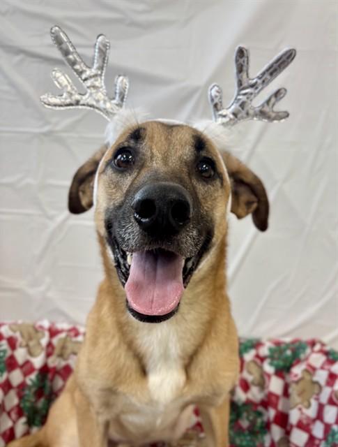 JIF, Adoptable, Young Male German Shepherd Dog & Mixed Breed.