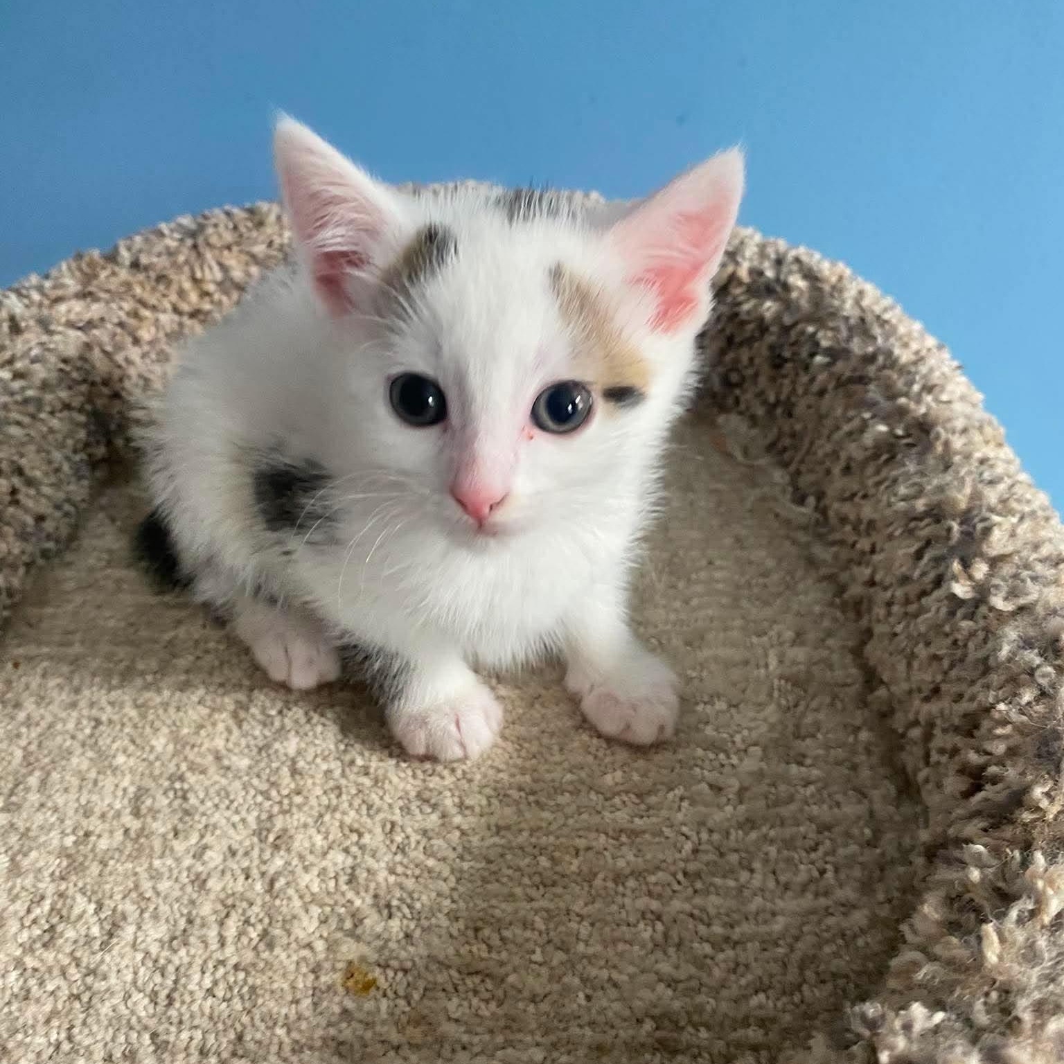 Muffin, adopted, Kitten Male American Shorthair.