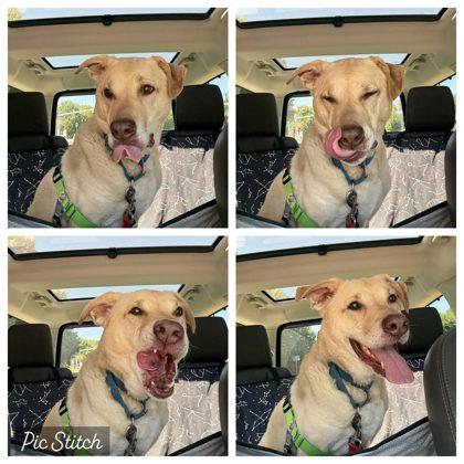 Marley, Adoptable, Adult Male Mixed Breed.