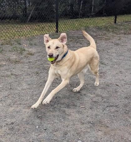 Marley, Adoptable, Adult Male Mixed Breed.