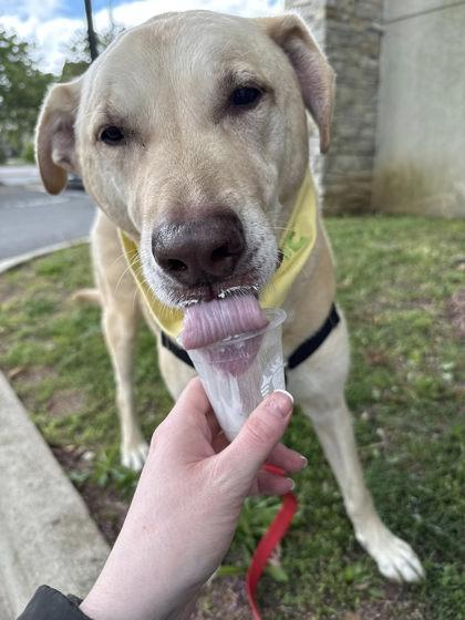 Marley, Adoptable, Adult Male Mixed Breed.