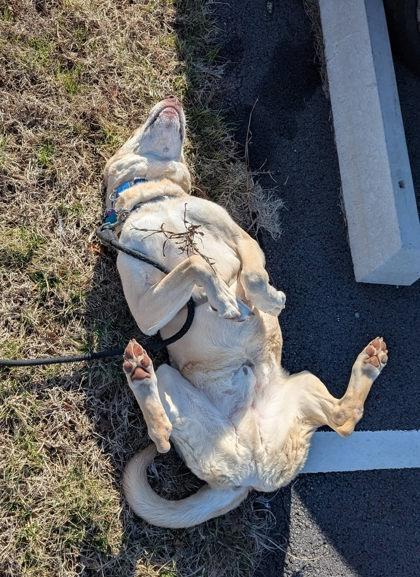 Enlarge Marley, a Adoptable Mixed Breed in Fairfax, VA image 2/3